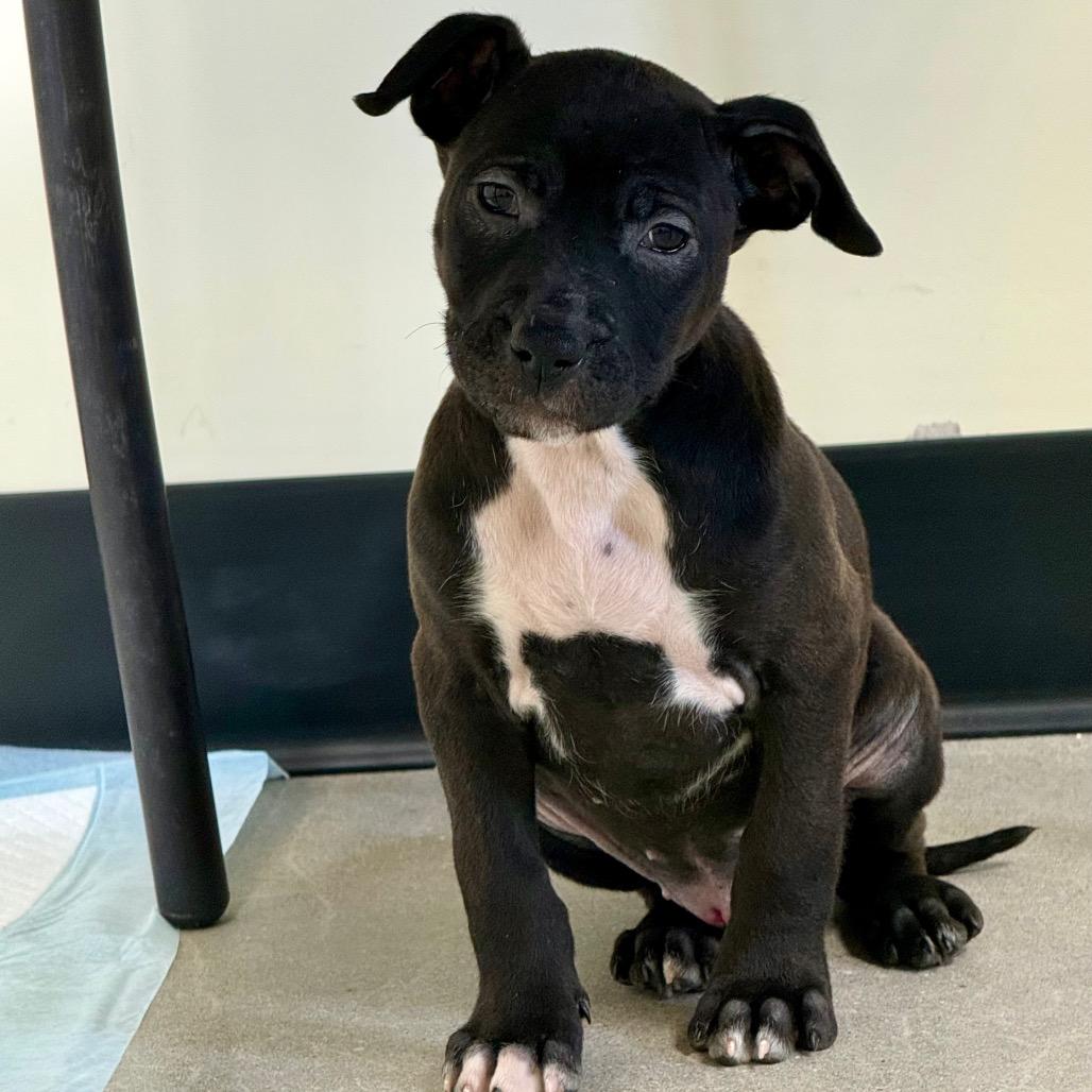 Enlarge Libby, a Adoptable Terrier in La Grange, KY image 2/3