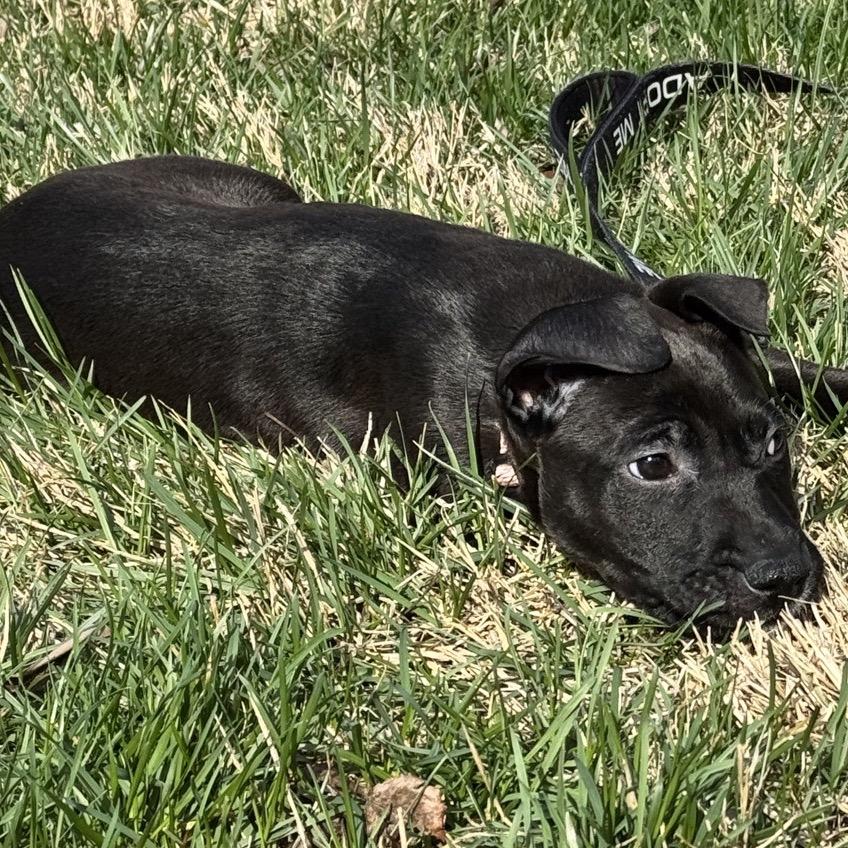 Enlarge Astra, a Adoptable Terrier in La Grange, KY image 5/6