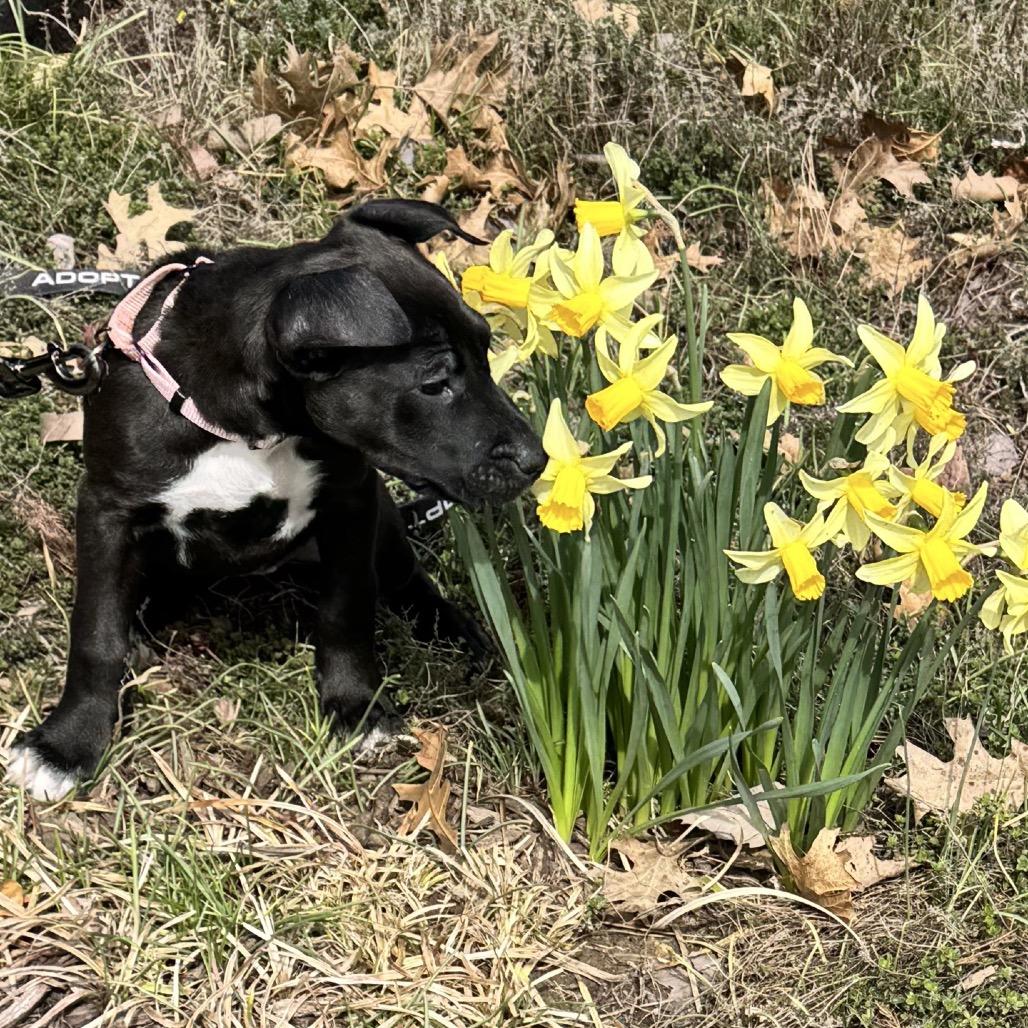 Enlarge Astra, a Adoptable Terrier in La Grange, KY image 6/6