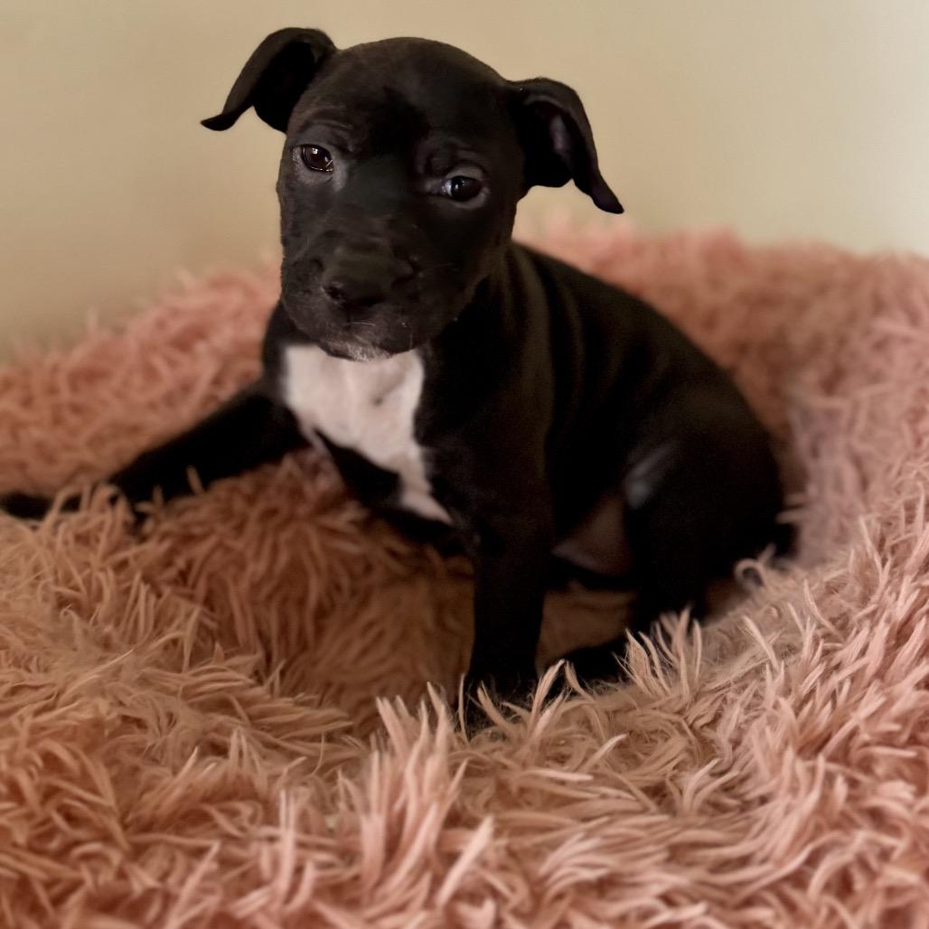 Enlarge Libby, a Adoptable Terrier in La Grange, KY image 3/3
