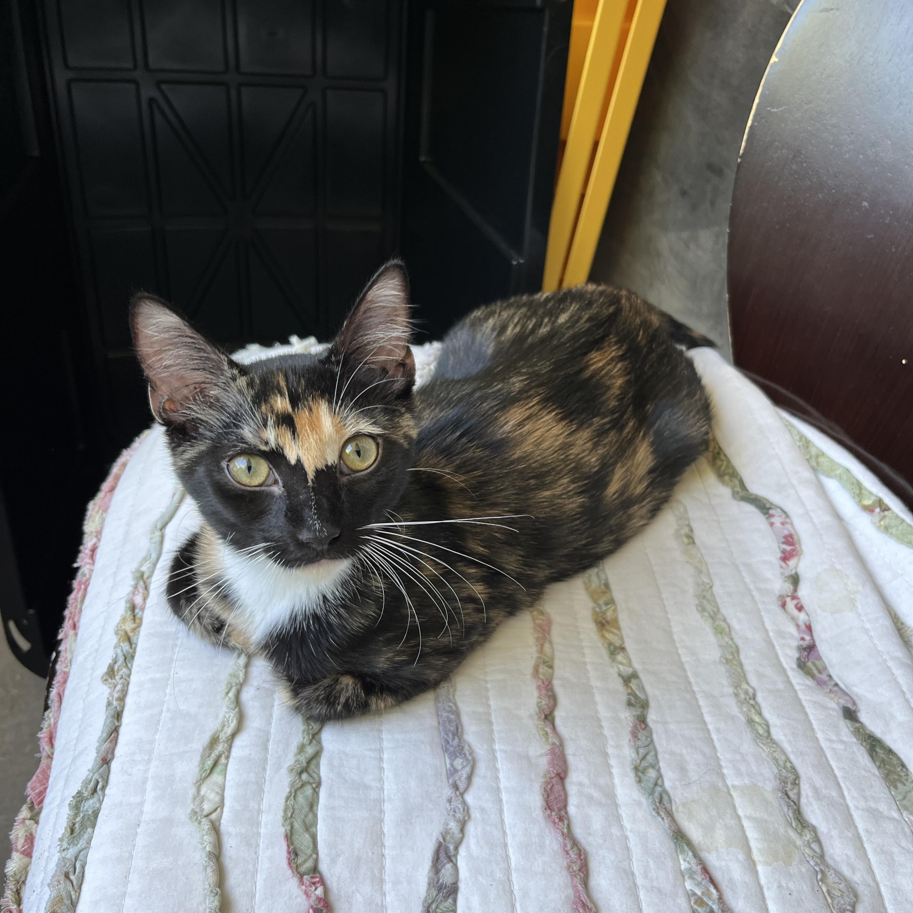 Mocha, Adopted, Kitten Female Domestic Short Hair.