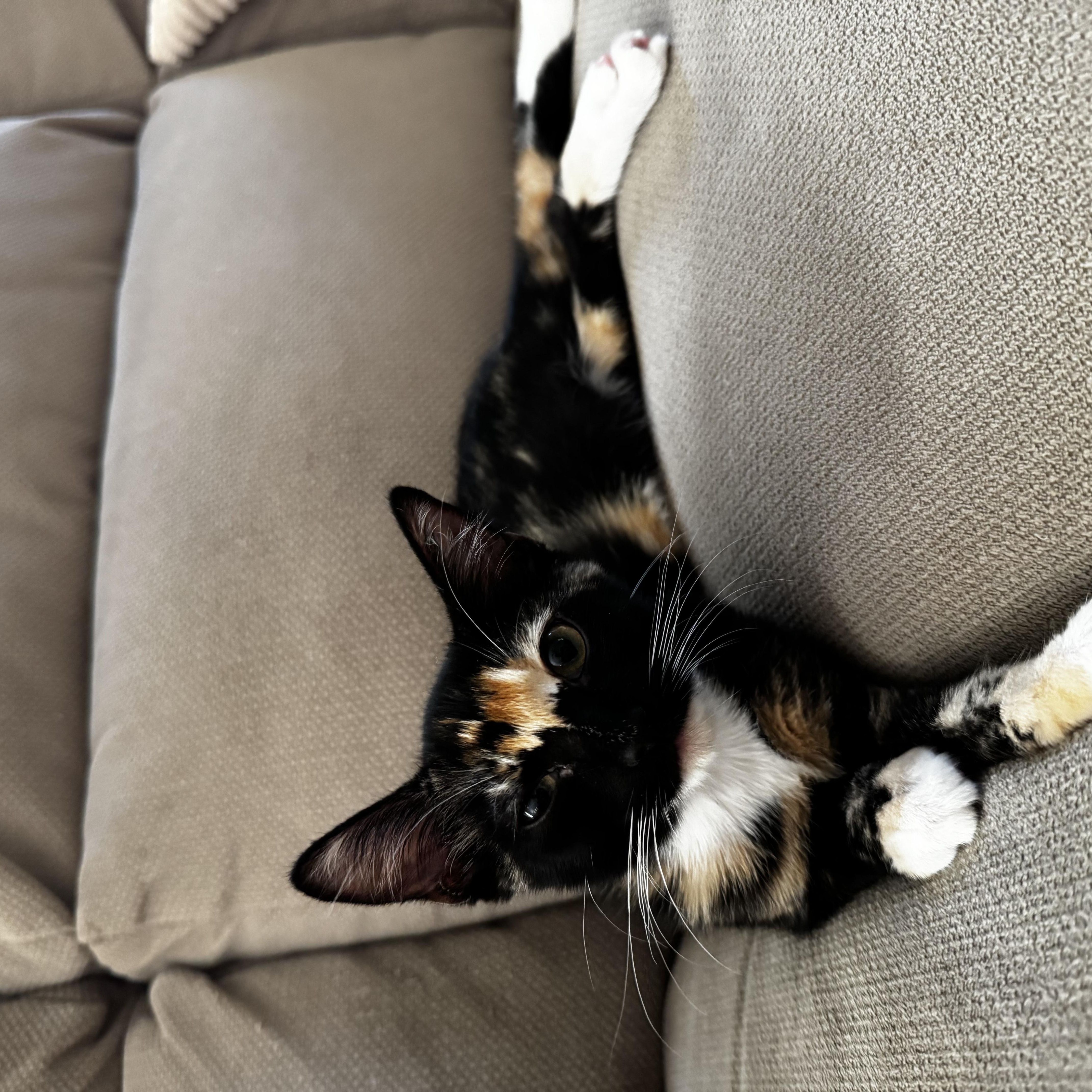 Enlarge Mocha, a Adopted Domestic Short Hair in Davis, CA image 2/4