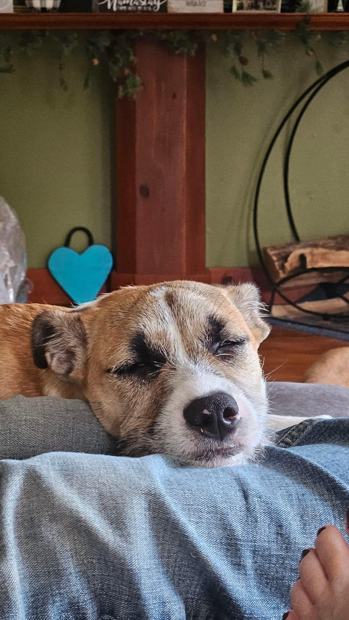 Betsy, a Adopted mixed breed in Buffalo, NY image 2/6