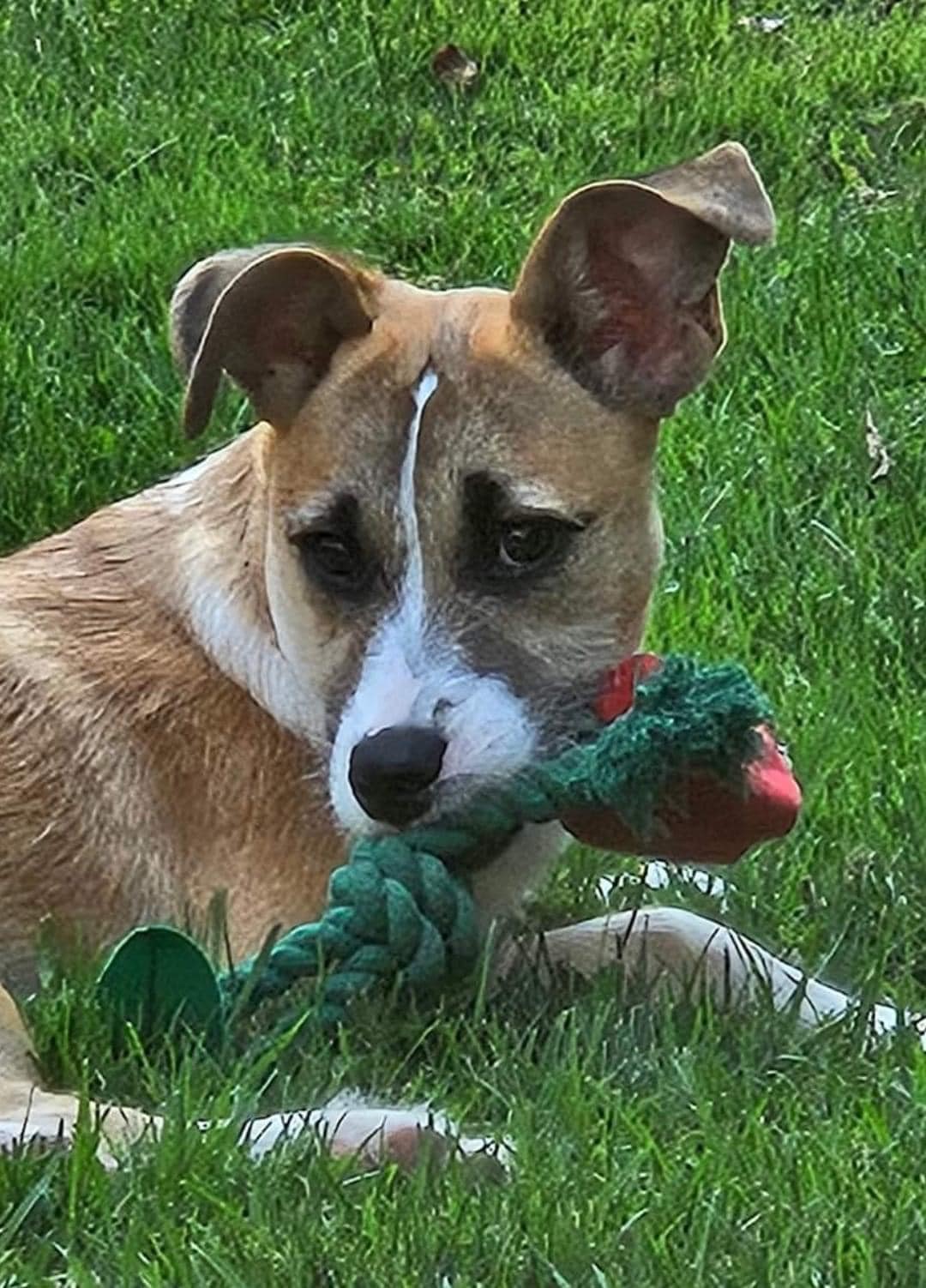 Betsy, a Adopted mixed breed in Buffalo, NY image 6/6