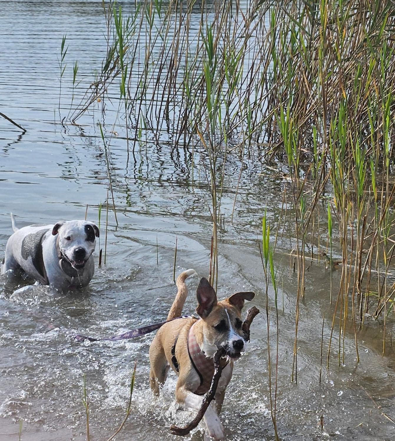 Betsy, a Adopted mixed breed in Buffalo, NY image 3/6