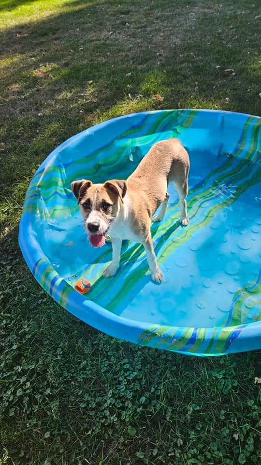 Betsy, a Adopted mixed breed in Buffalo, NY image 5/6