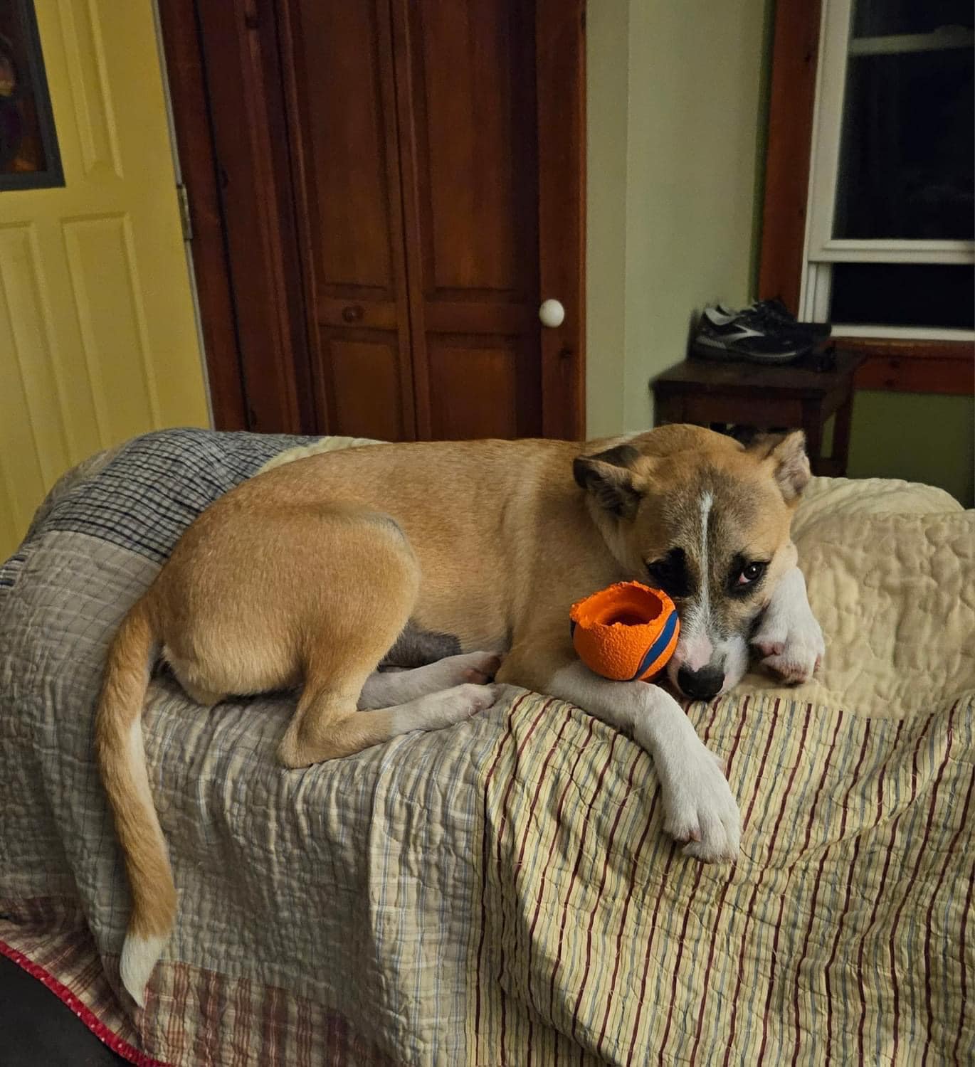 Betsy, a Adopted mixed breed in Buffalo, NY image 4/6