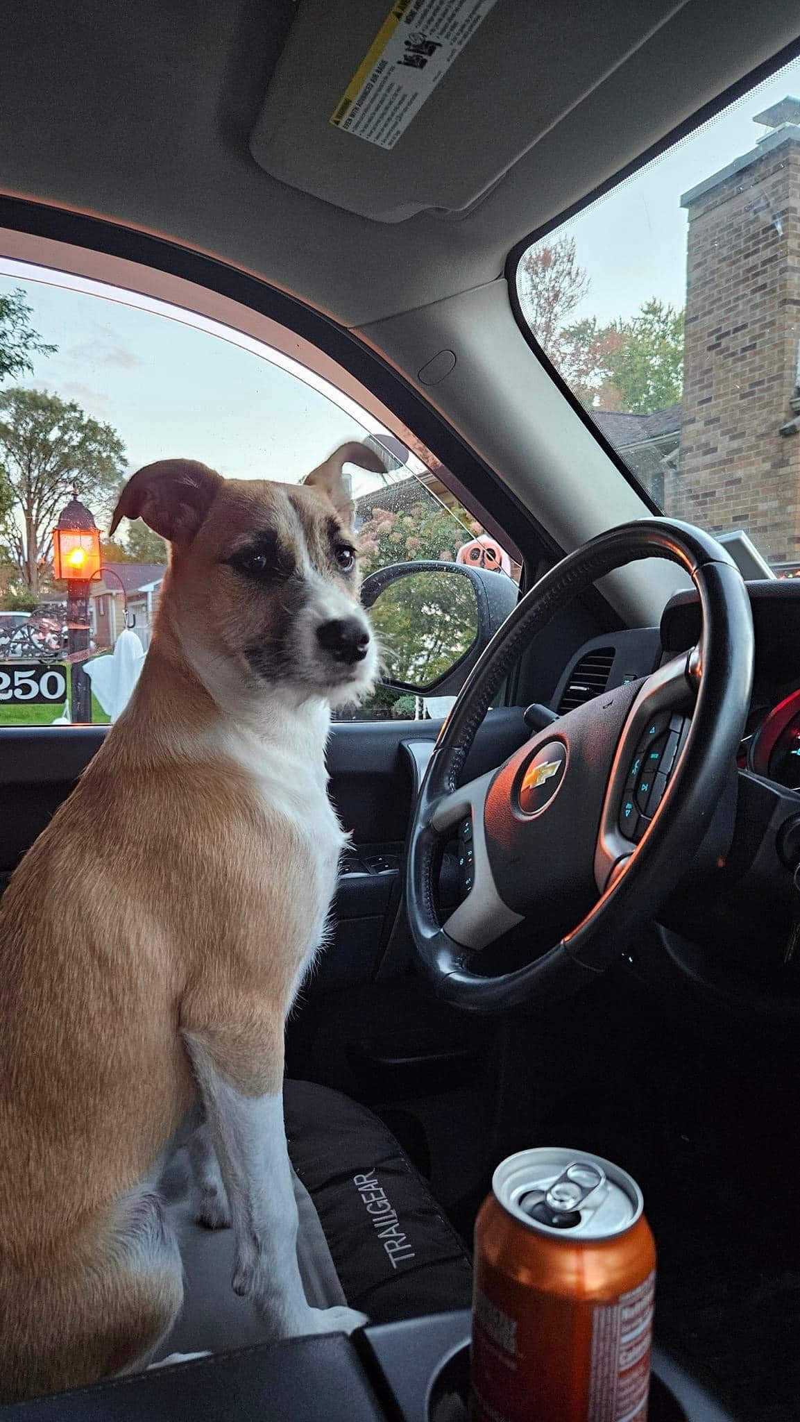 Betsy, a Adopted mixed breed in Buffalo, NY image 1/6