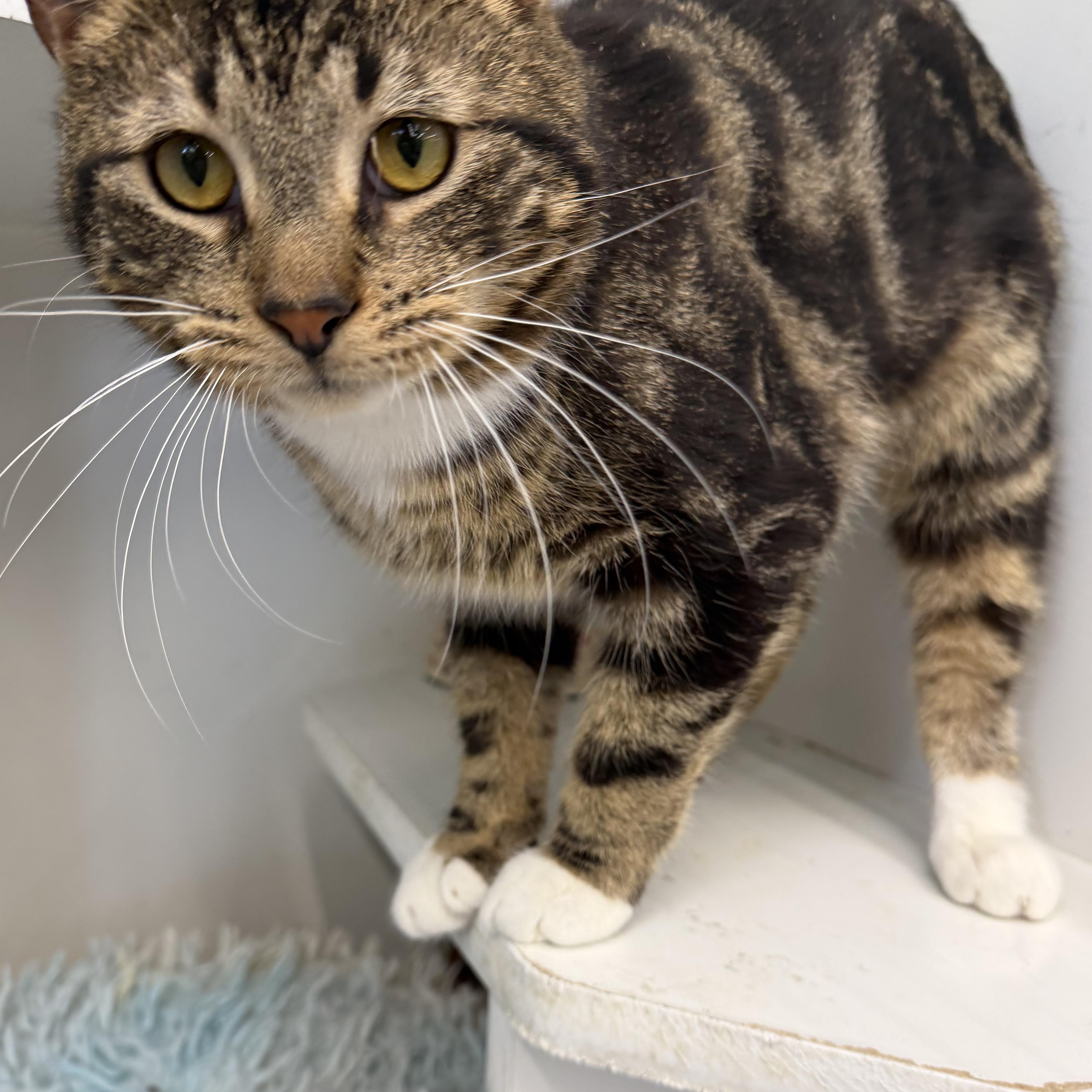 Ike, an adopted Domestic Short Hair in Scranton, PA image 3/5