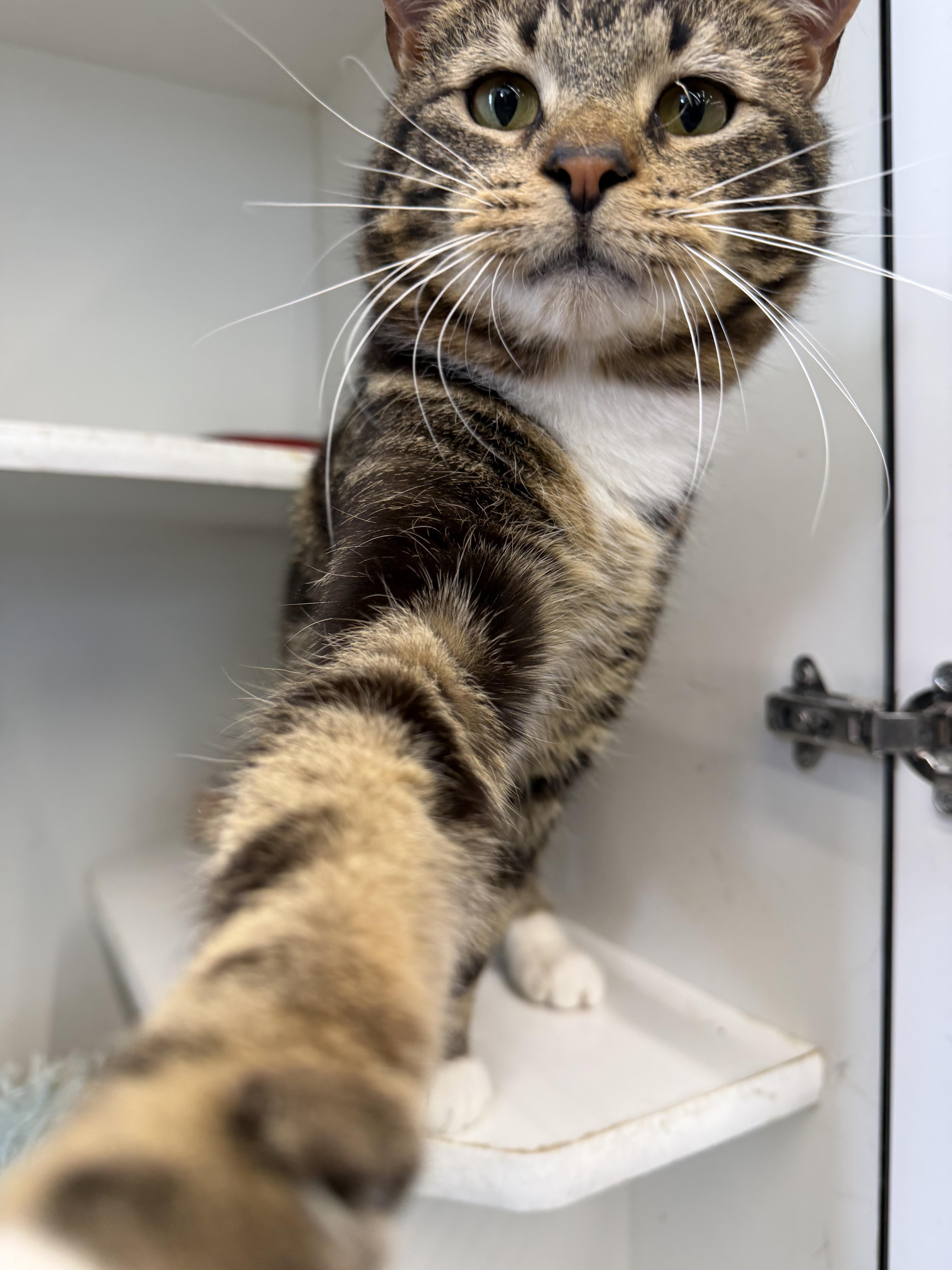 Ike, an adopted Domestic Short Hair in Scranton, PA image 5/5