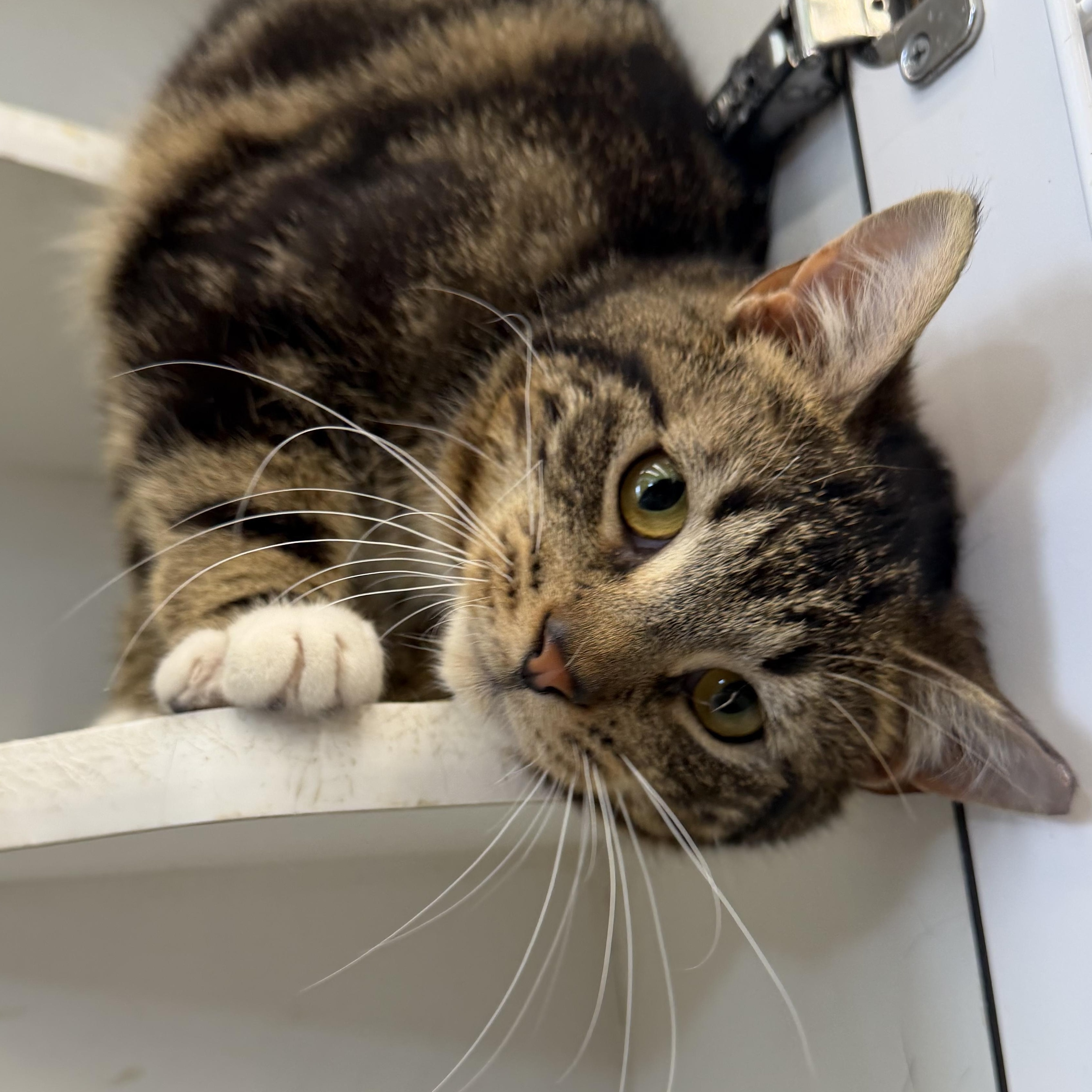 Ike, adopted, Young Male Domestic Short Hair.