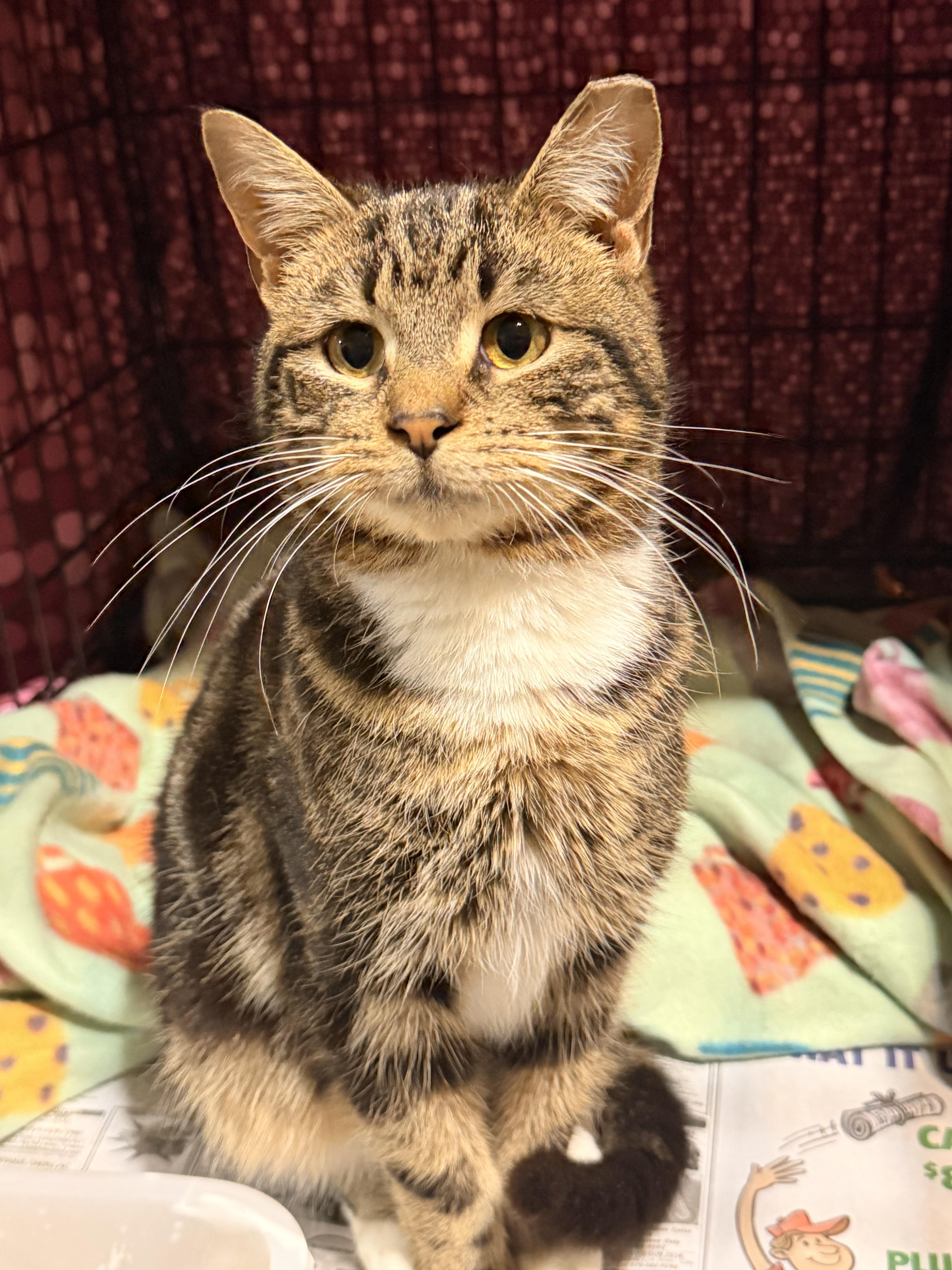 Ike, an adopted Domestic Short Hair in Scranton, PA image 2/5