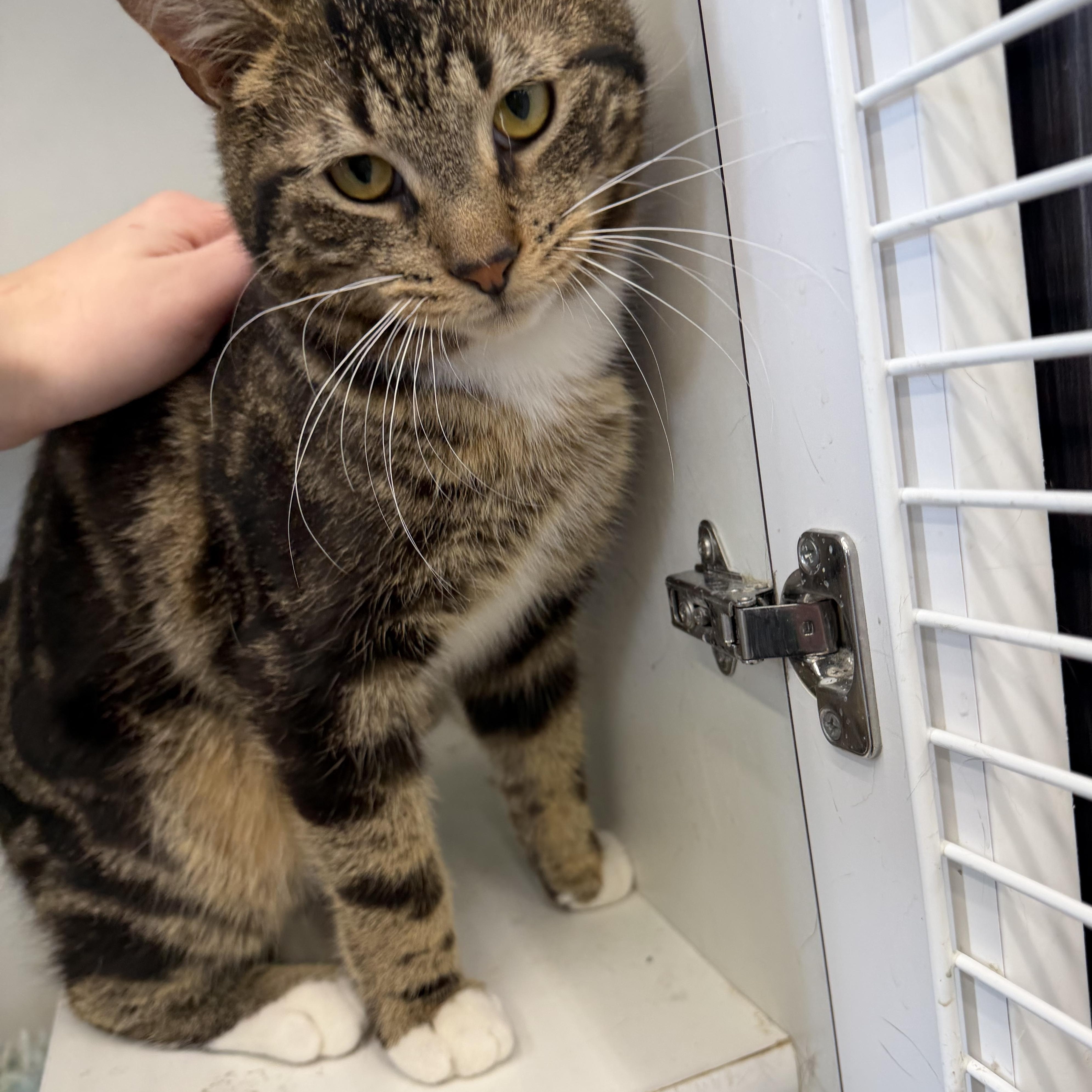 Ike, an adopted Domestic Short Hair in Scranton, PA image 4/5