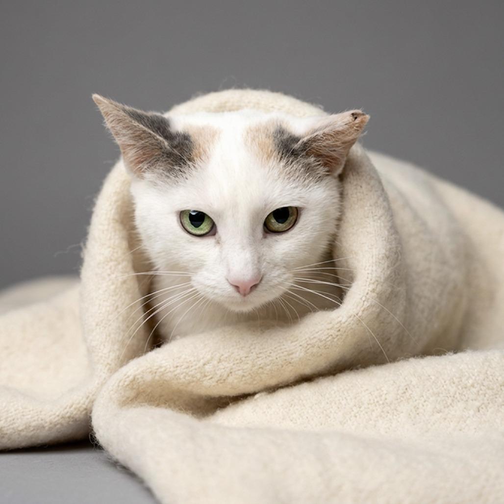 Lotus, Adoptable, Young Female Domestic Short Hair.