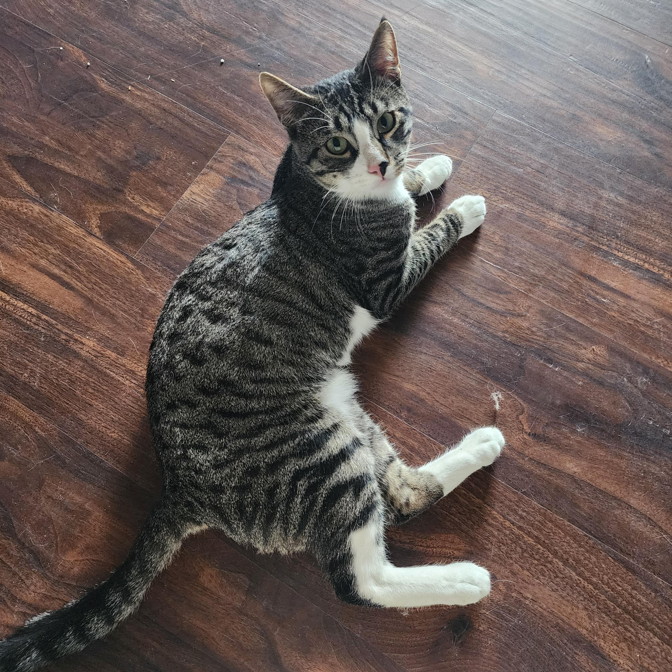 Enlarge Morty, a Adoptable Domestic Short Hair in New York, NY image 2/6