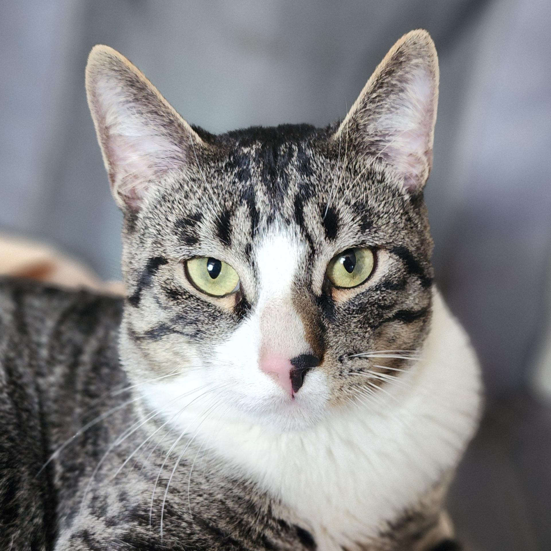 Enlarge Morty, a Adoptable Domestic Short Hair in New York, NY image 1/6