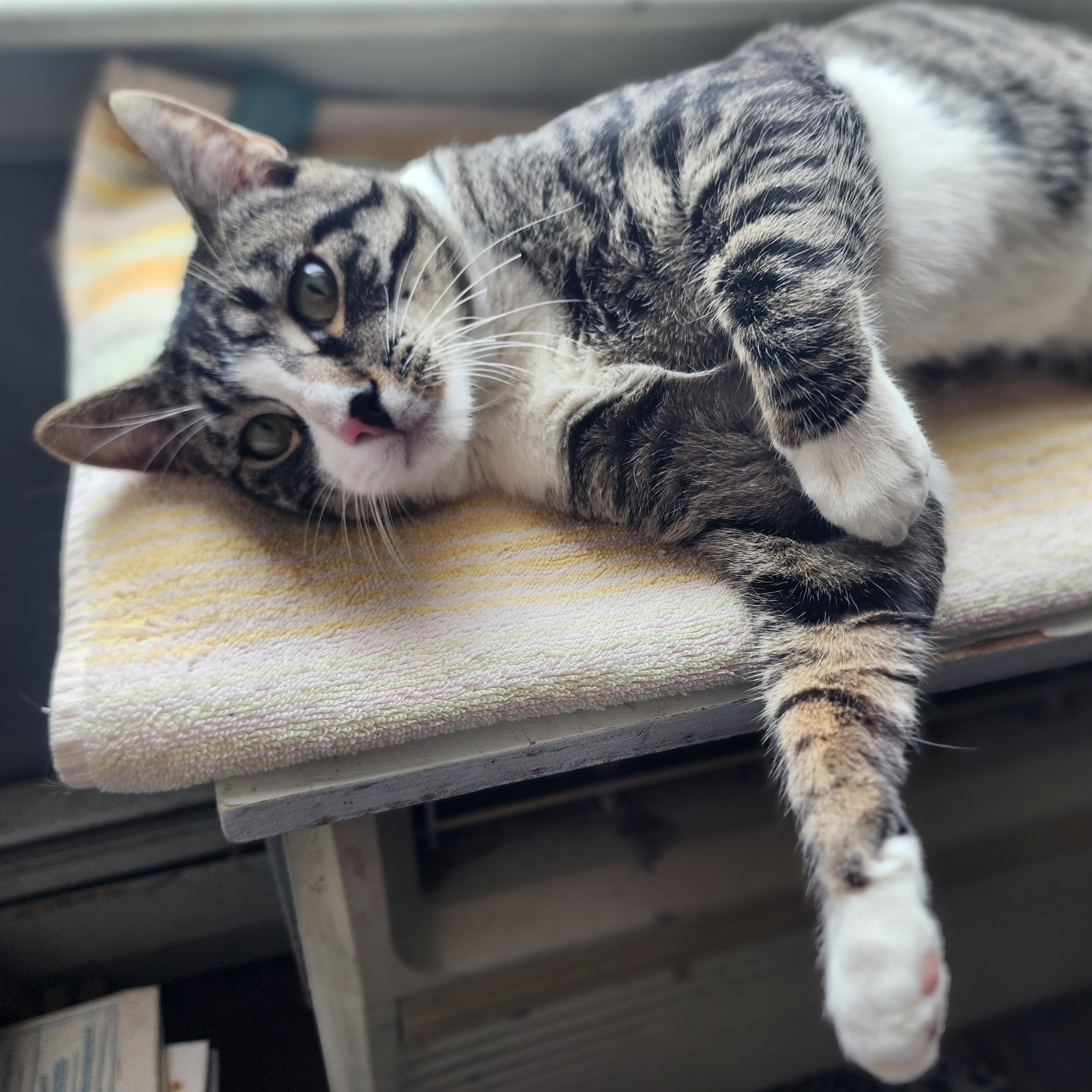 Enlarge Morty, a Adoptable Domestic Short Hair in New York, NY image 5/6