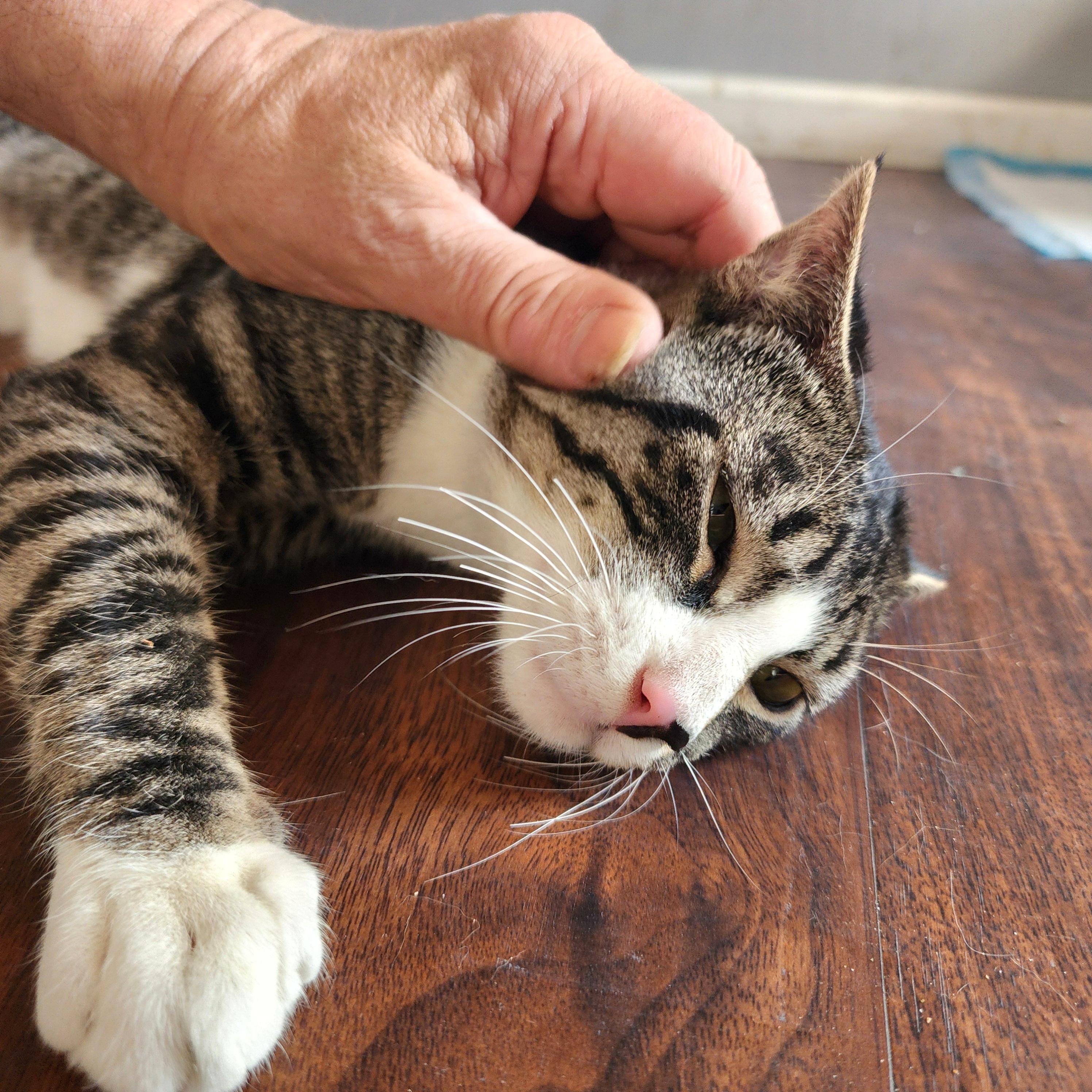 Morty, Adoptable, Young Male Domestic Short Hair.