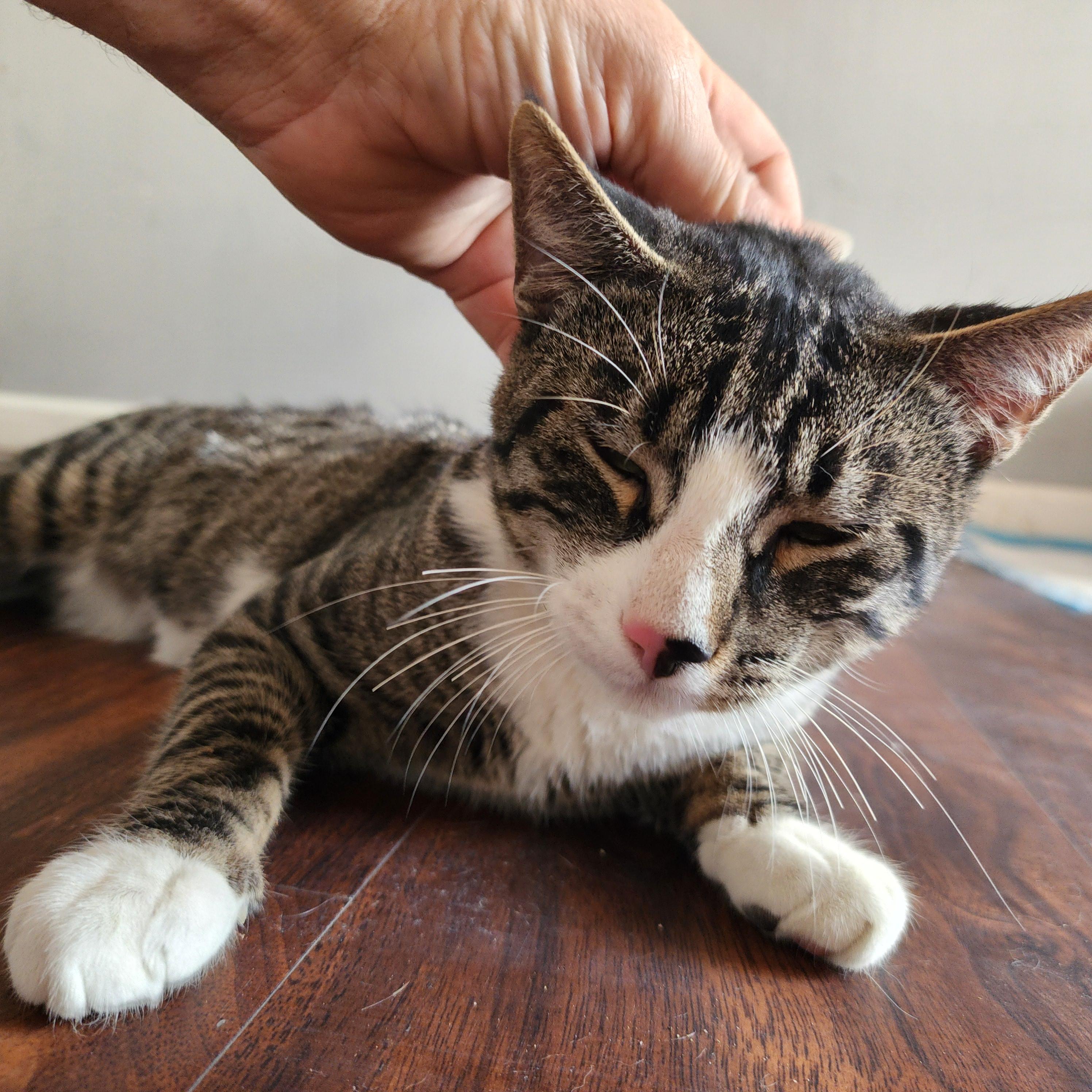 Enlarge Morty, a Adoptable Domestic Short Hair in New York, NY image 4/6