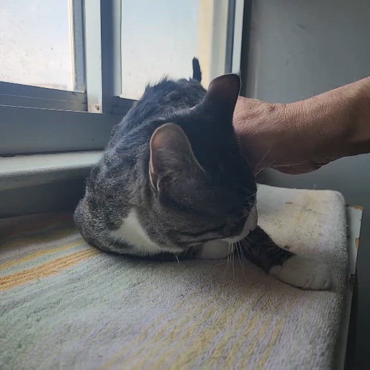 Enlarge Morty, a Adoptable Domestic Short Hair in New York, NY video 3/6