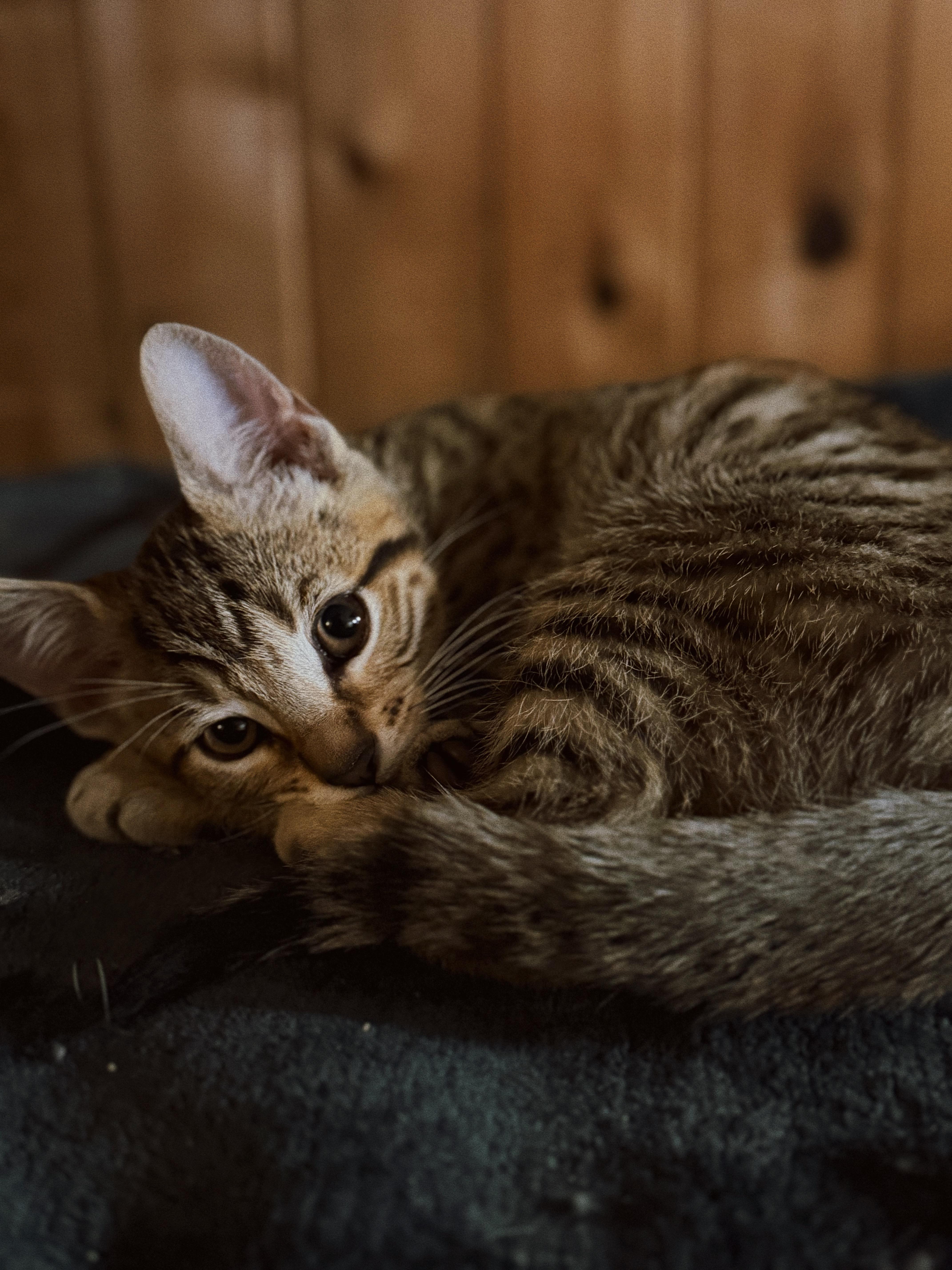 Enlarge Phoenix and Milo, a Adoptable Domestic Short Hair in Roberts Creek, BC image 2/4