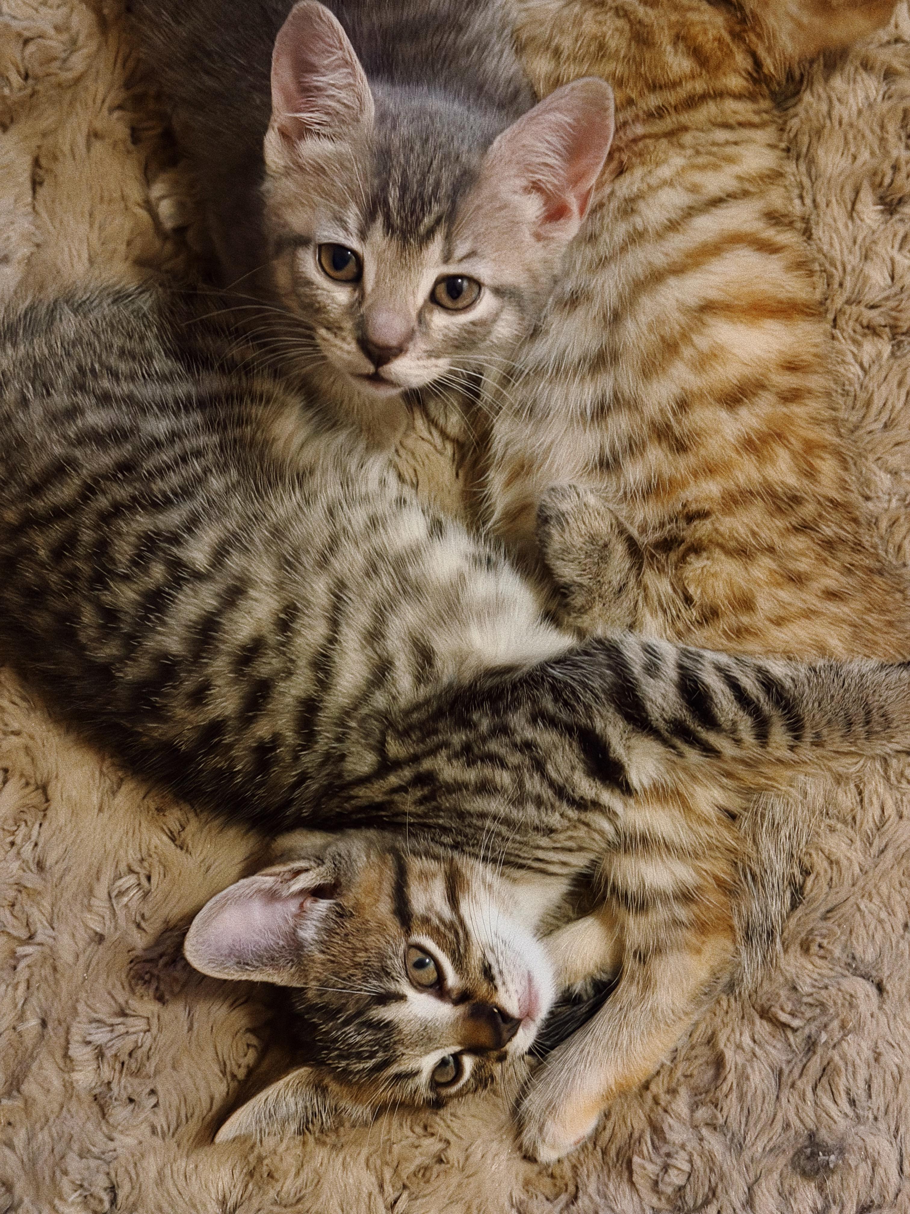 Enlarge Phoenix and Milo, a Adoptable Domestic Short Hair in Roberts Creek, BC image 4/4