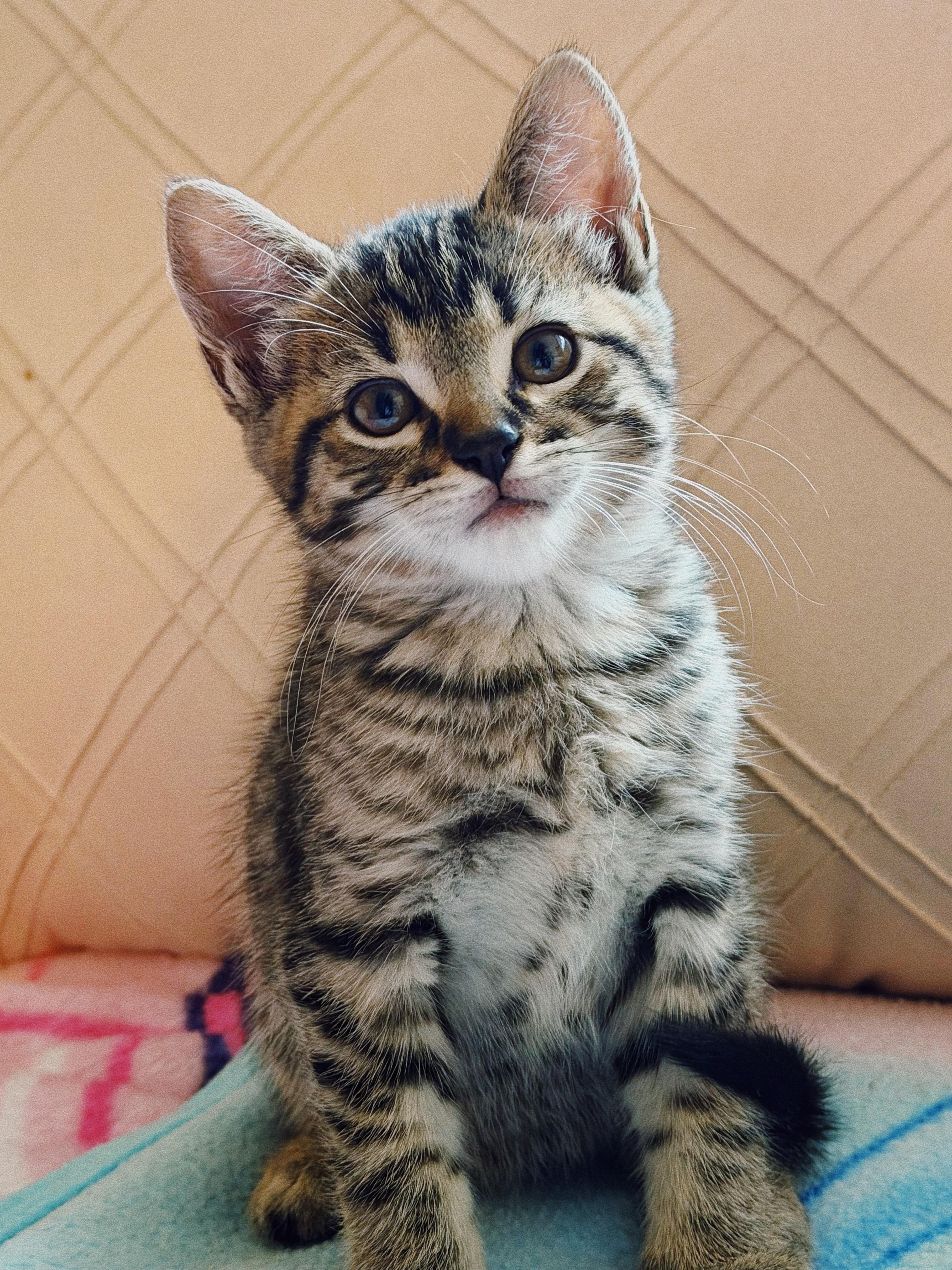 Enlarge Phoenix and Milo, a Adoptable Domestic Short Hair in Roberts Creek, BC image 3/4