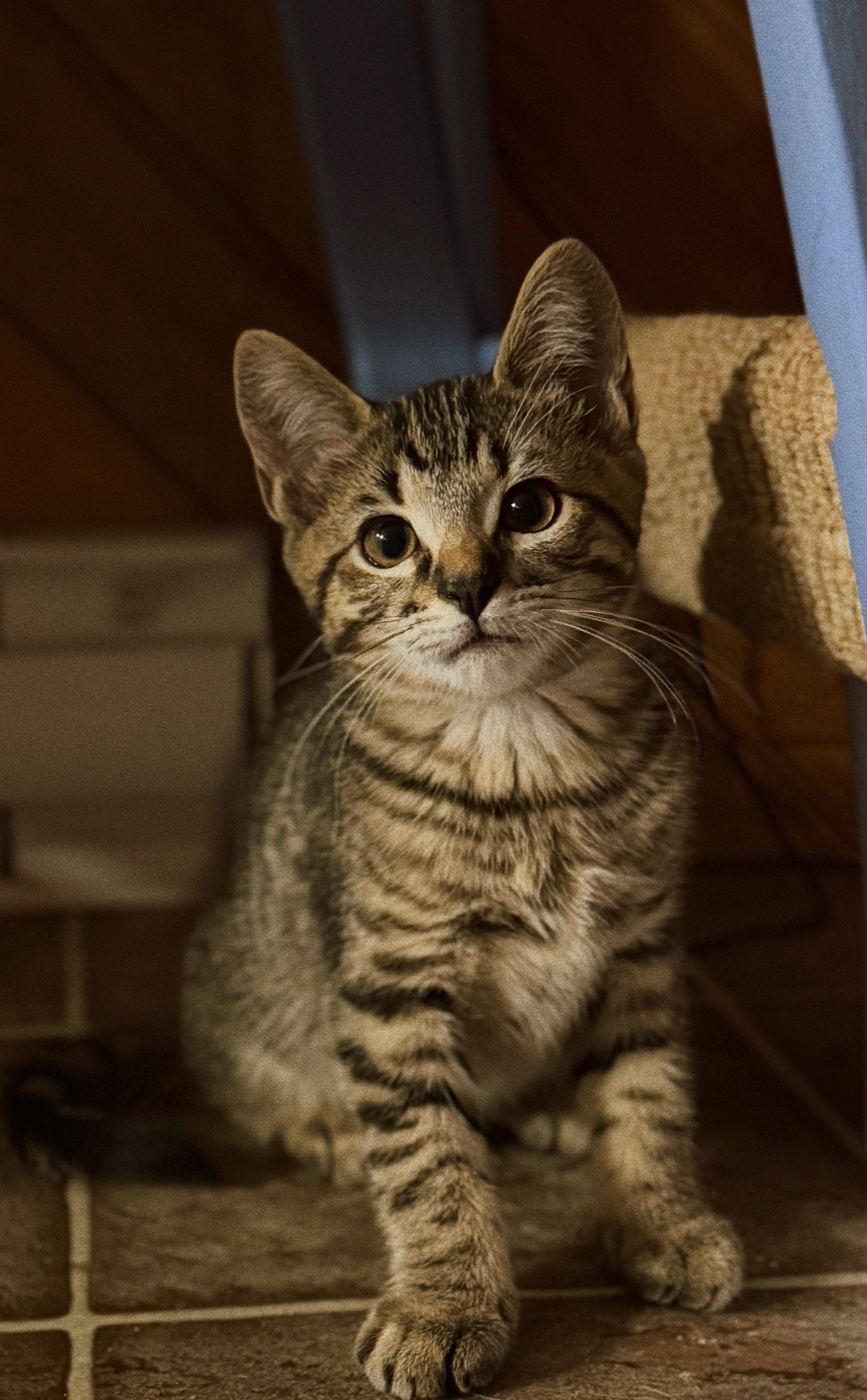 Phoenix and Milo, Adoptable, Kitten Male Domestic Short Hair.