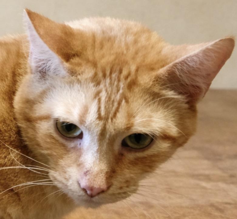 Buddy - Senior Orange Tabby, ADOPTABLE, Senior Male Domestic Short Hair.
