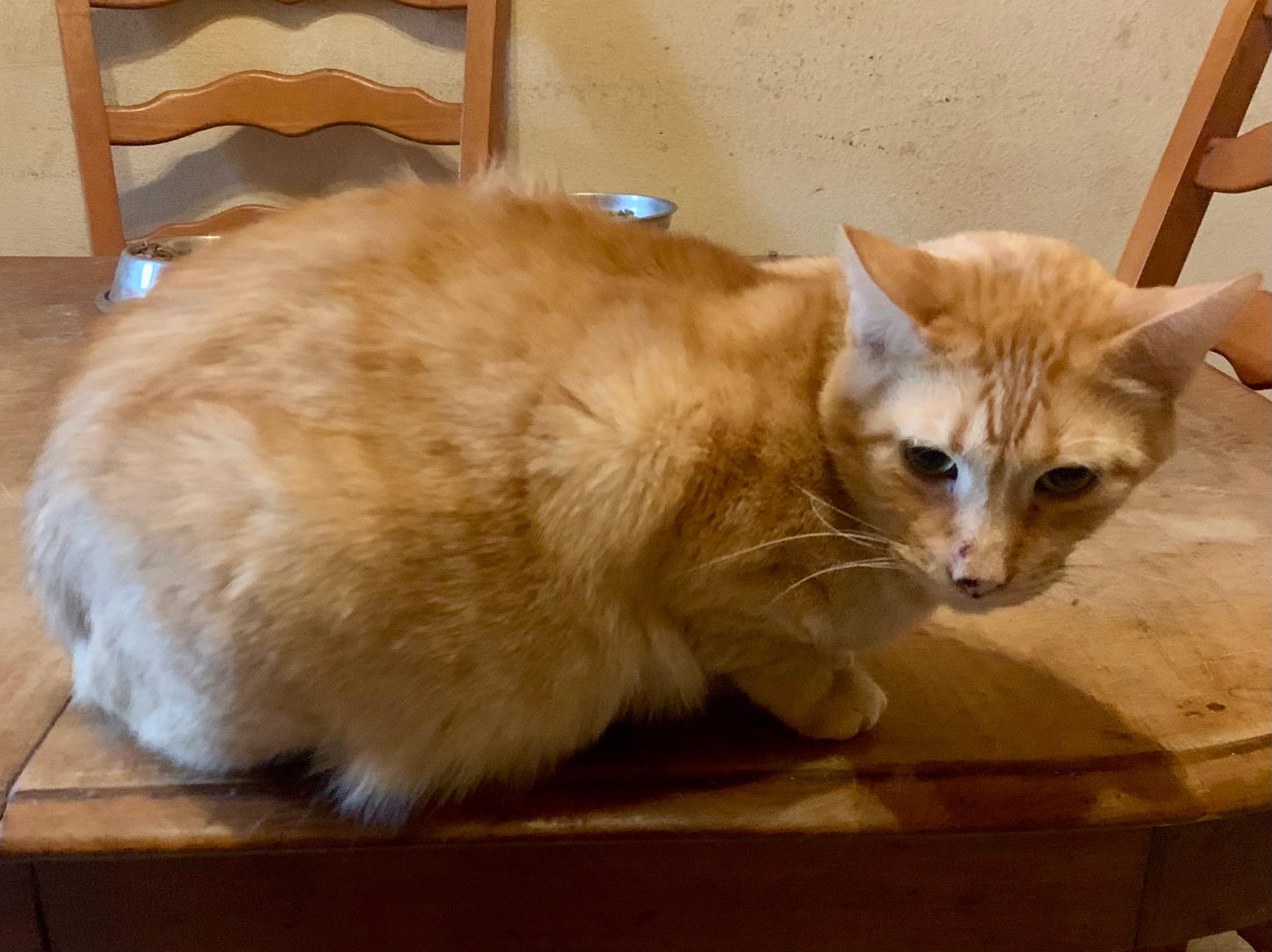 Buddy - Senior Orange Tabby, a ADOPTABLE Domestic Short Hair in Tulsa, OK image 3/4