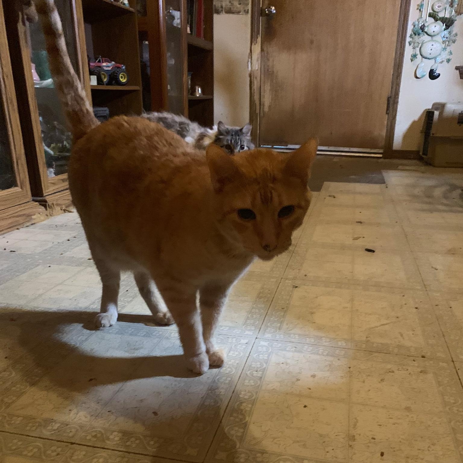 Buddy - Senior Orange Tabby, a ADOPTABLE Domestic Short Hair in Tulsa, OK image 4/4