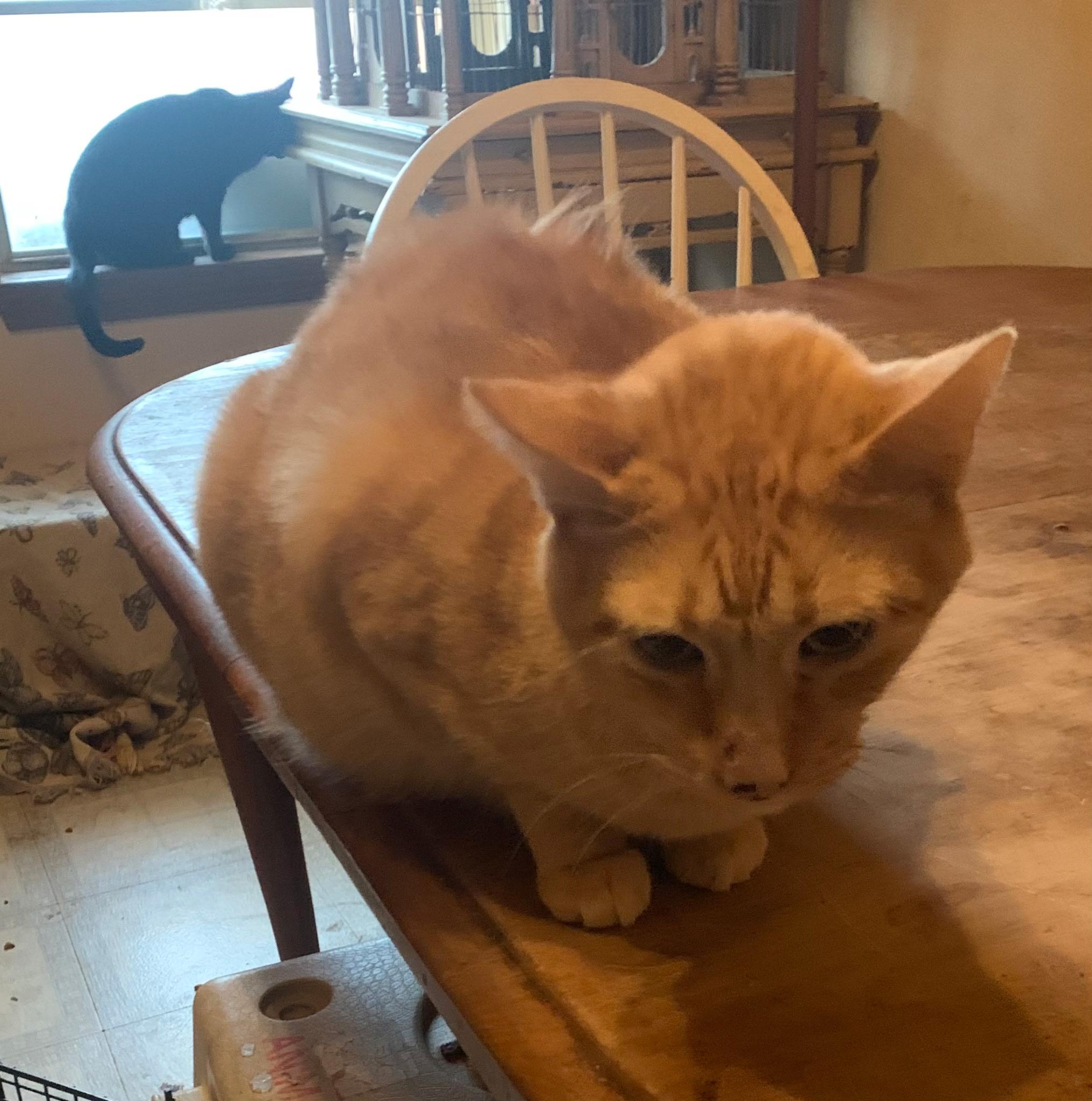 Buddy - Senior Orange Tabby, a ADOPTABLE Domestic Short Hair in Tulsa, OK image 2/4