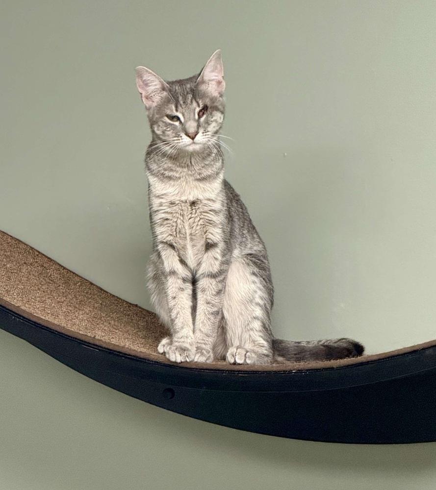 Polly Sailor, Adoptable, Kitten Female Domestic Short Hair.