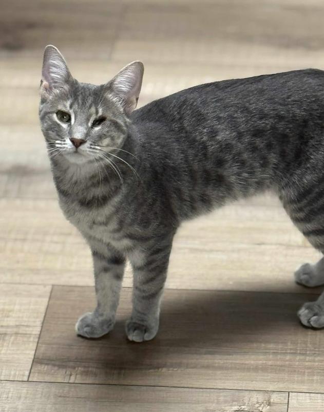 Polly Sailor, a Adoptable Domestic Short Hair in Mount Laurel, NJ image 2/6