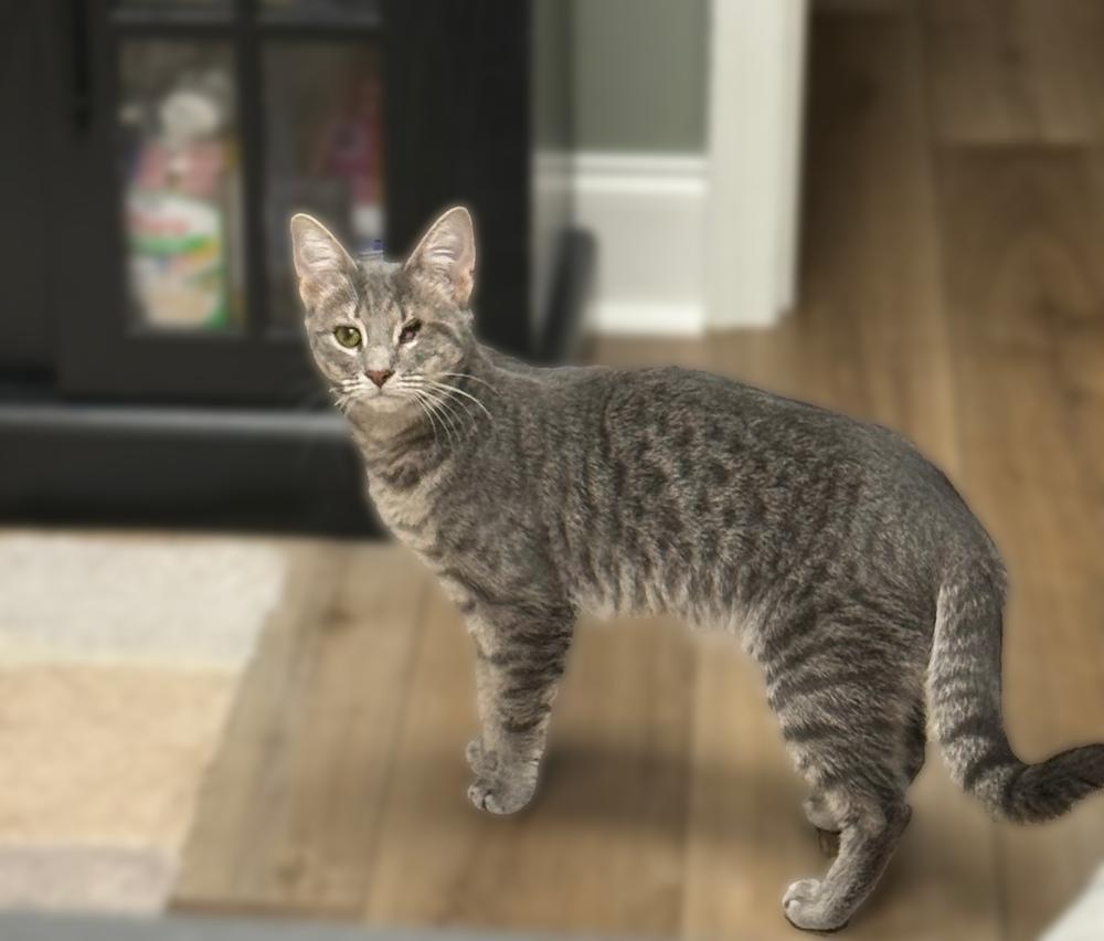 Polly Sailor, a Adoptable Domestic Short Hair in Mount Laurel, NJ image 3/6