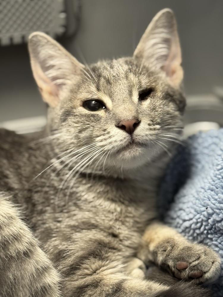 Polly Sailor, a Adoptable Domestic Short Hair in Mount Laurel, NJ image 5/6