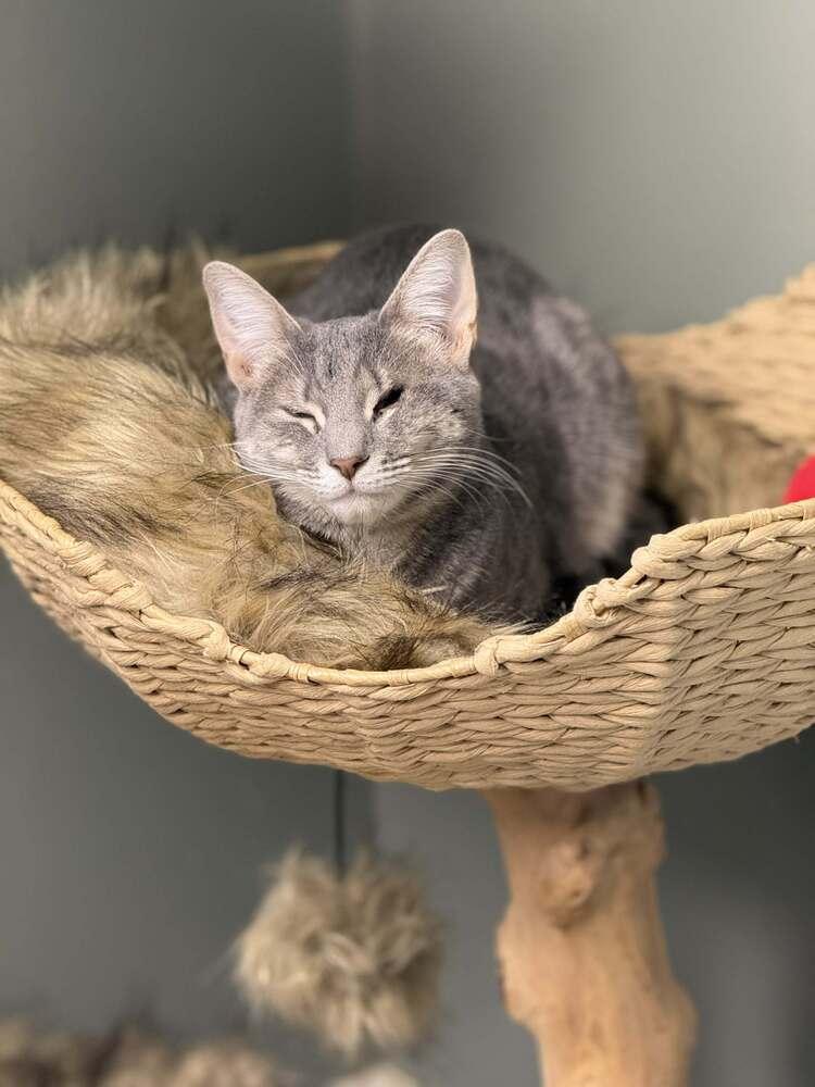 Polly Sailor, a Adoptable Domestic Short Hair in Mount Laurel, NJ image 6/6