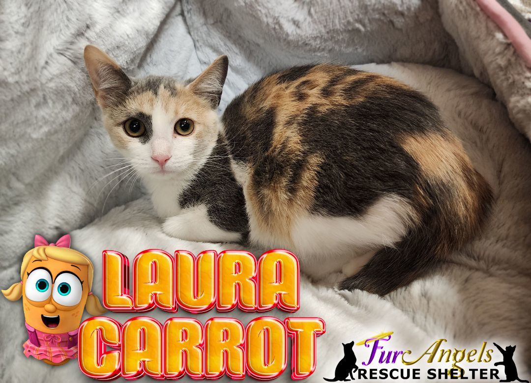 Enlarge Laura Carrot, a Adoptable Dilute Calico in Toledo, OH image 1/1