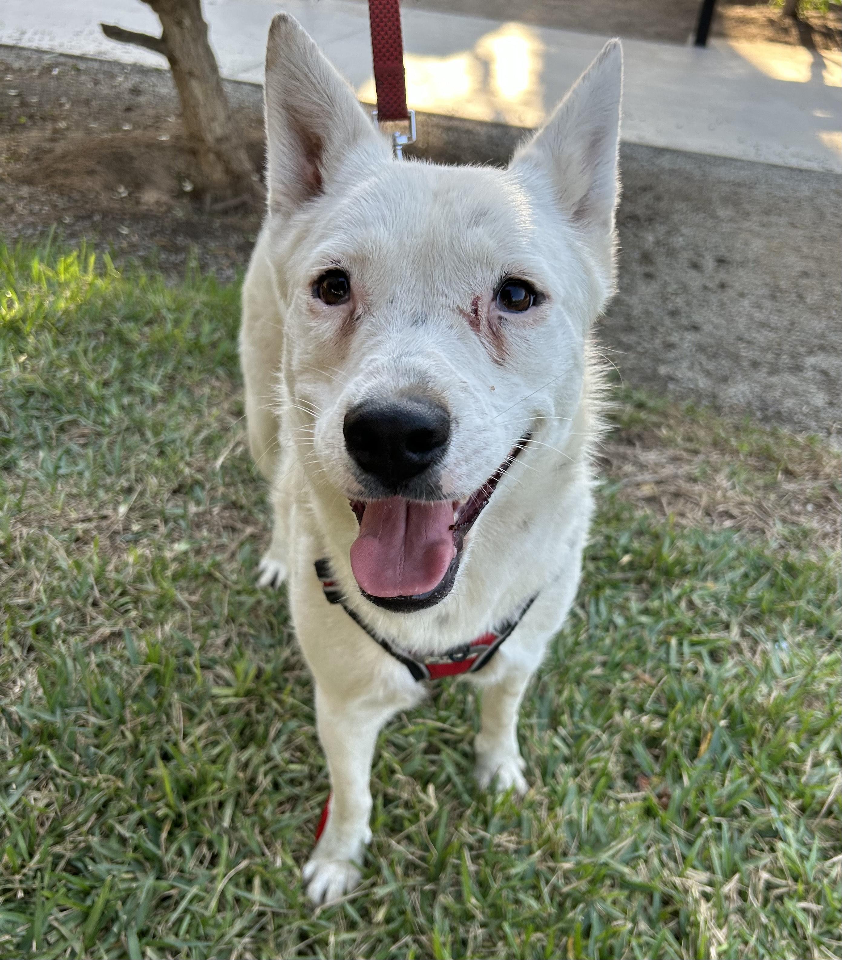 CLAUDIA, a Adoptable mixed breed in Bell Gardens, CA image 1/6