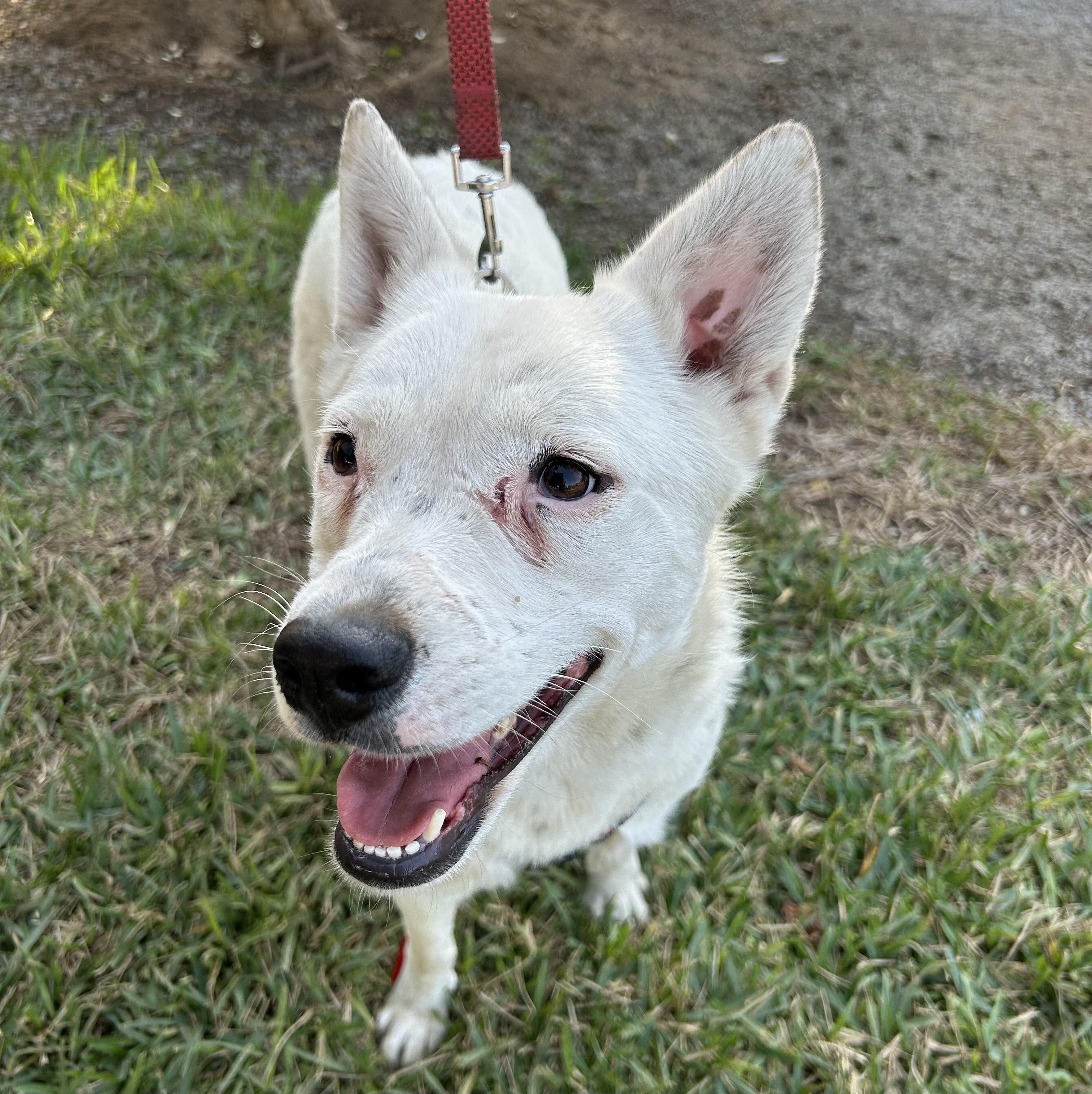 CLAUDIA, a Adoptable mixed breed in Bell Gardens, CA image 2/6