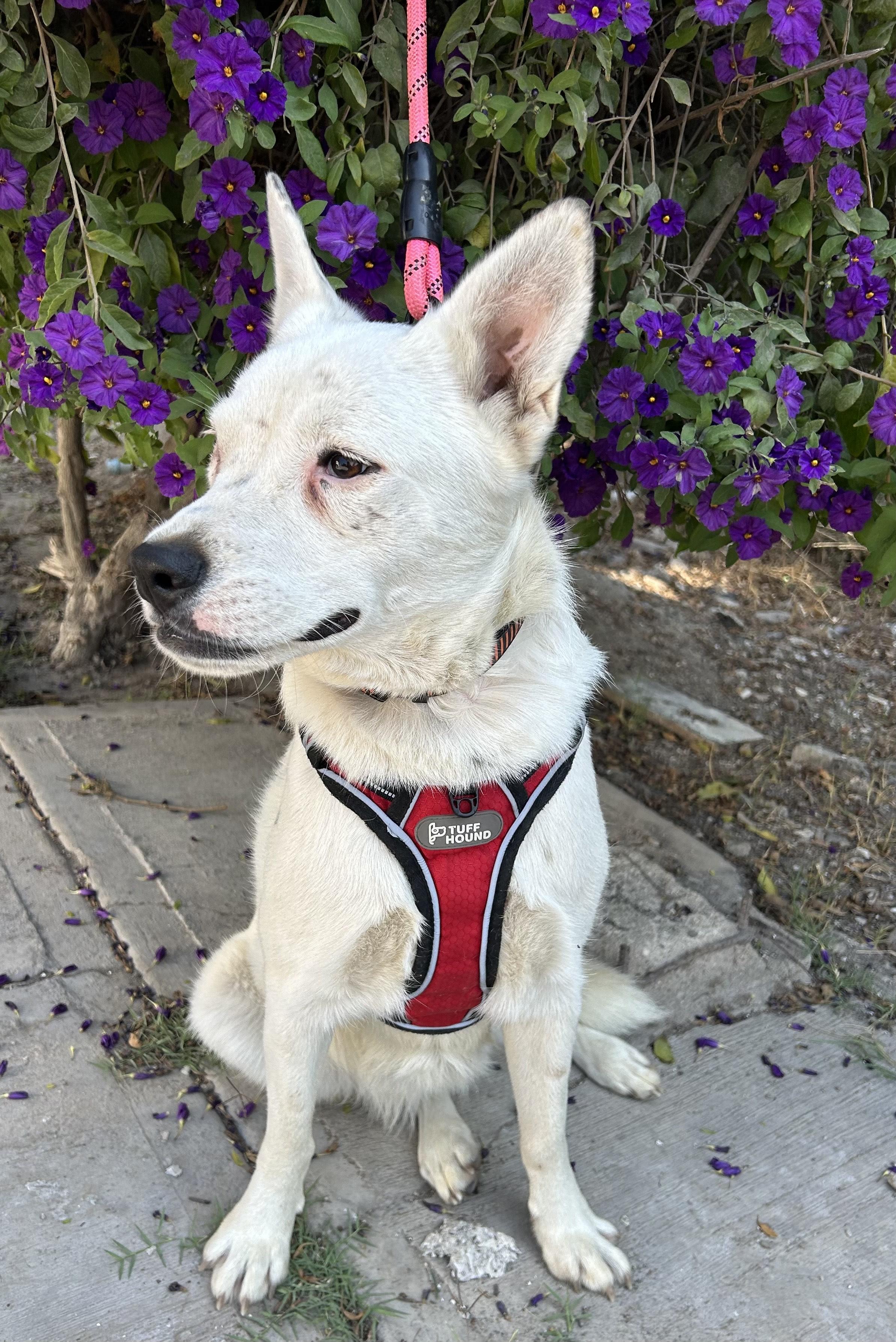 CLAUDIA, Adoptable, Young Female Canaan Dog.