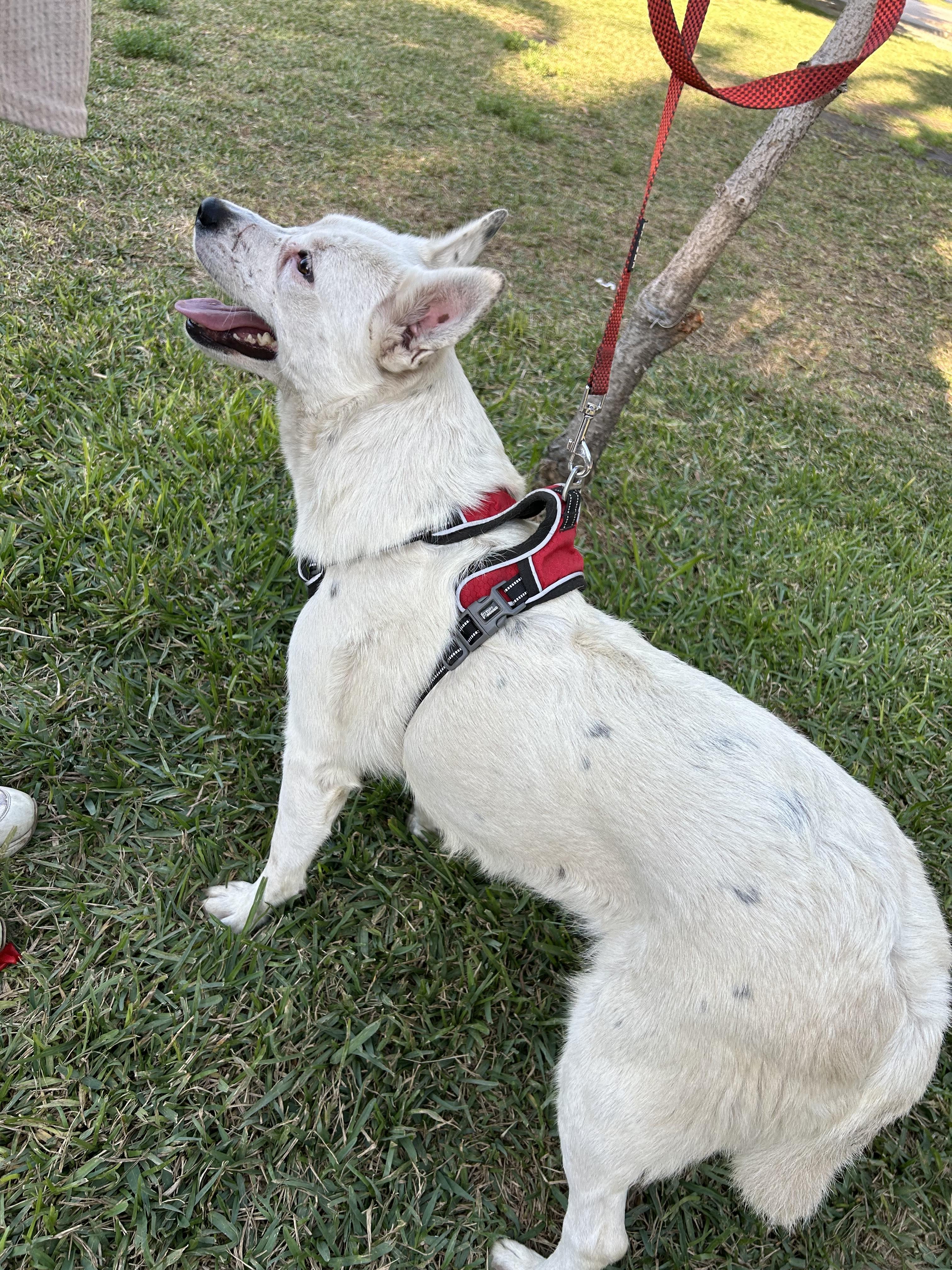 CLAUDIA, a Adoptable mixed breed in Bell Gardens, CA image 4/6