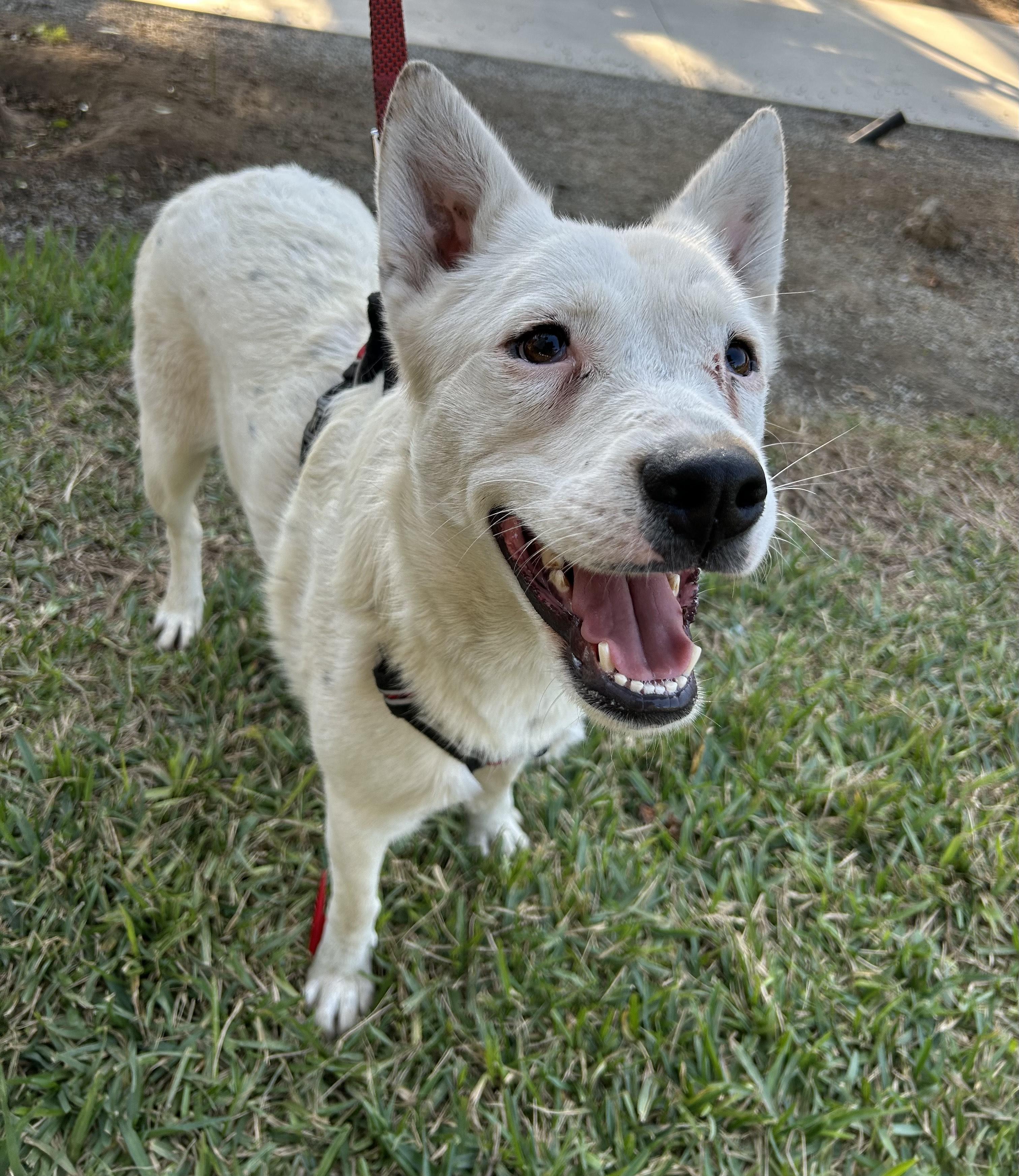 CLAUDIA, a Adoptable mixed breed in Bell Gardens, CA image 5/6