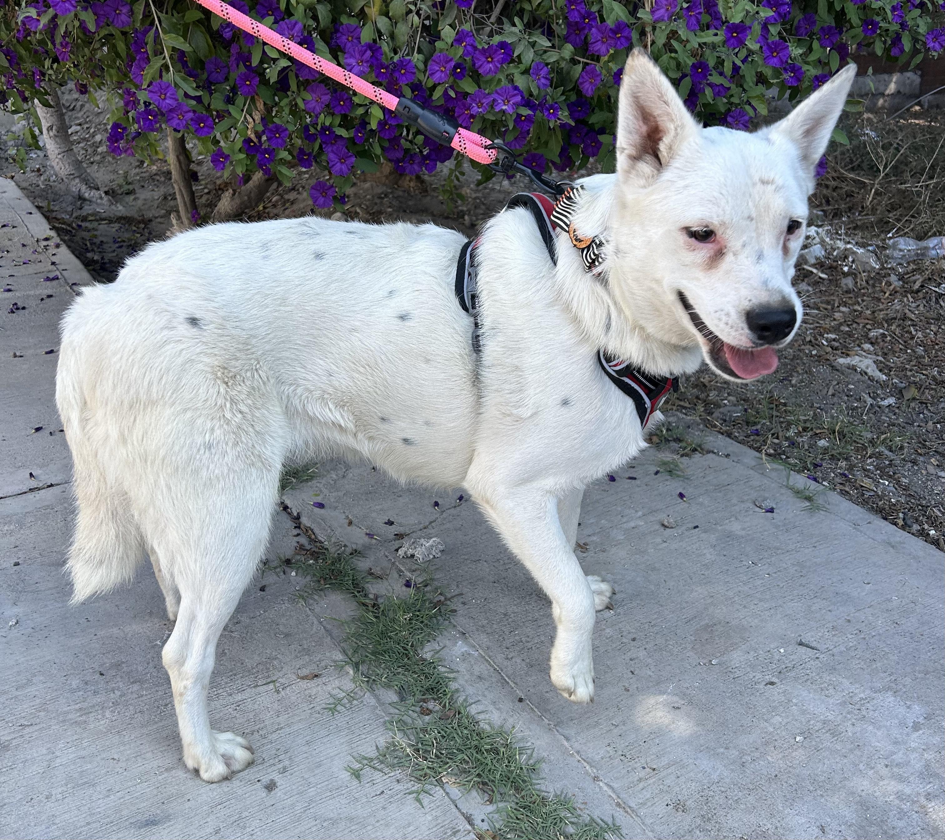 CLAUDIA, a Adoptable mixed breed in Bell Gardens, CA image 6/6