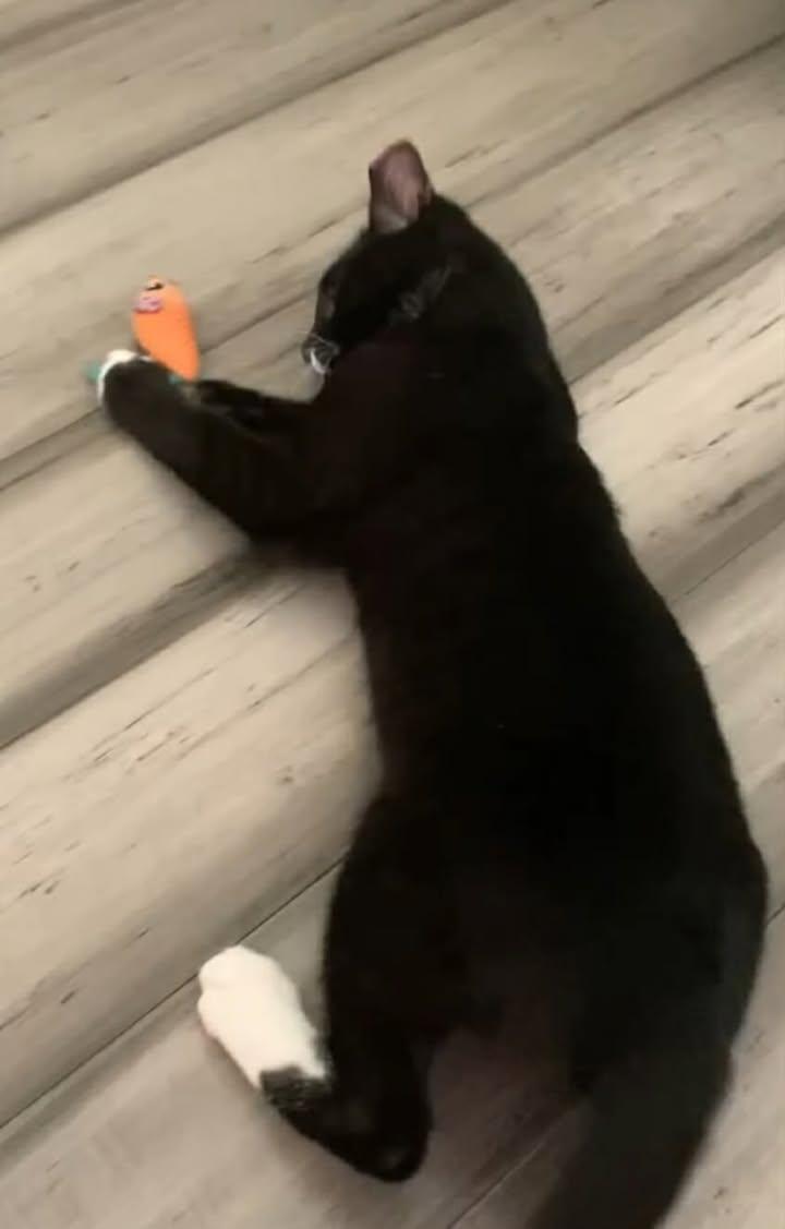 Enlarge Peanut, a ADOPTABLE Tuxedo in Greenville, NC image 5/5