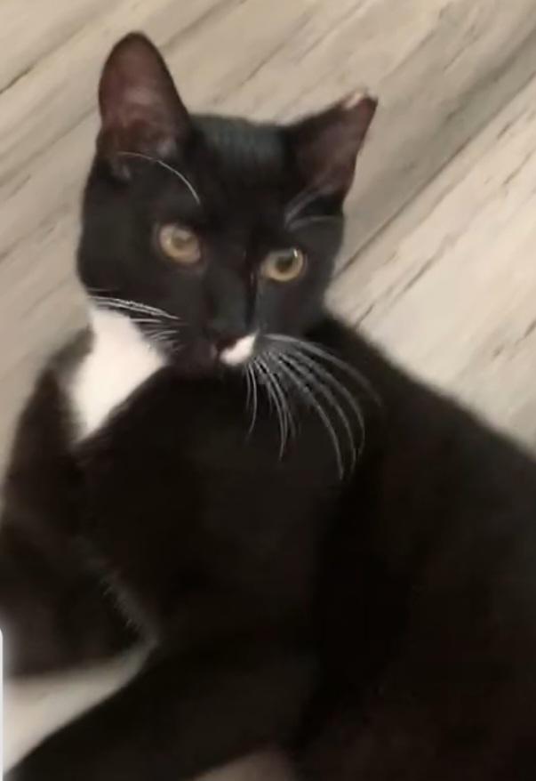 Enlarge Peanut, a ADOPTABLE Tuxedo in Greenville, NC image 4/5