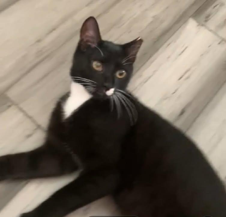 Enlarge Peanut, a ADOPTABLE Tuxedo in Greenville, NC image 2/5