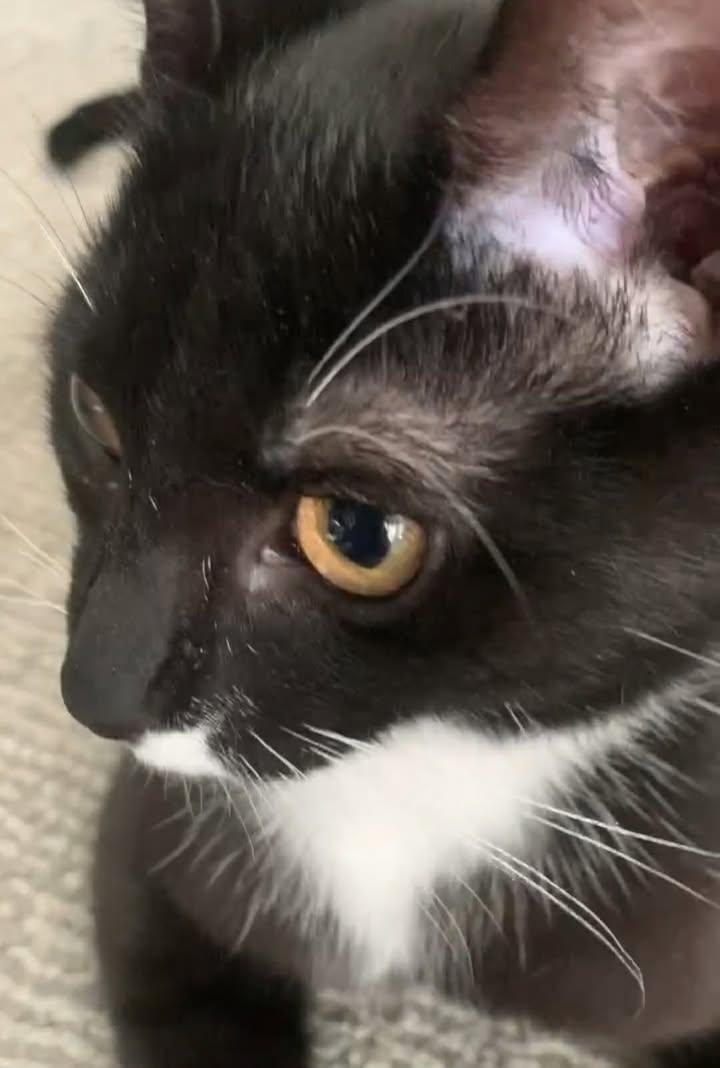 Enlarge Peanut, a ADOPTABLE Tuxedo in Greenville, NC image 3/5