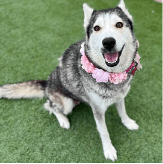 Bay, Adoptable, Adult Female Siberian Husky.
