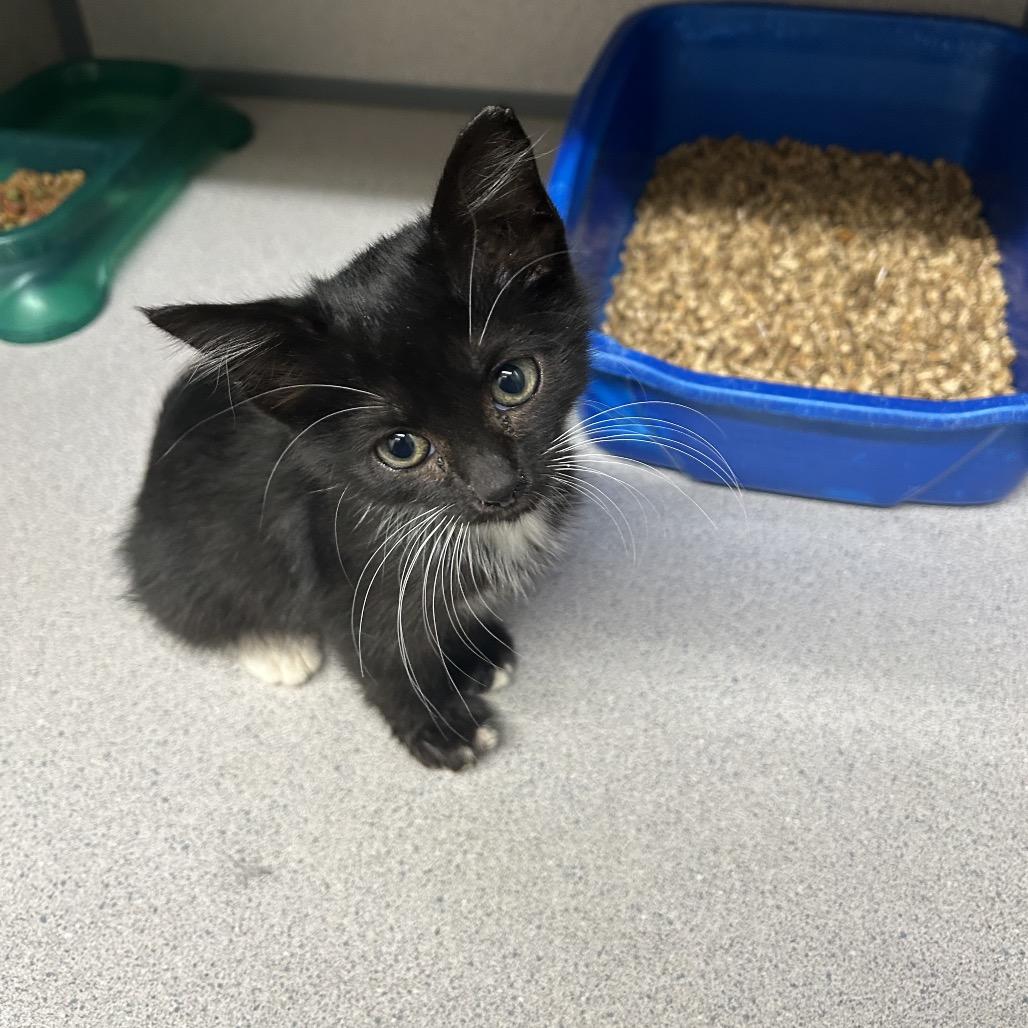 Triscuit, Adoptable, Kitten Female Domestic Short Hair.